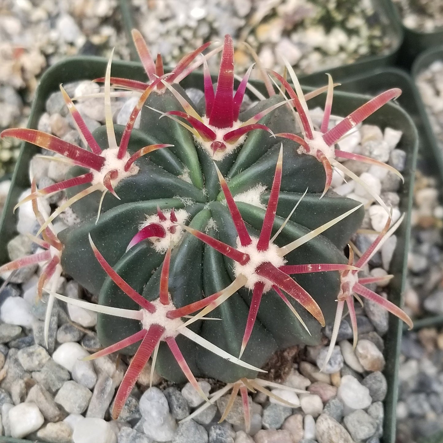 Devil's Tongue 'Ferocactus latispinus'