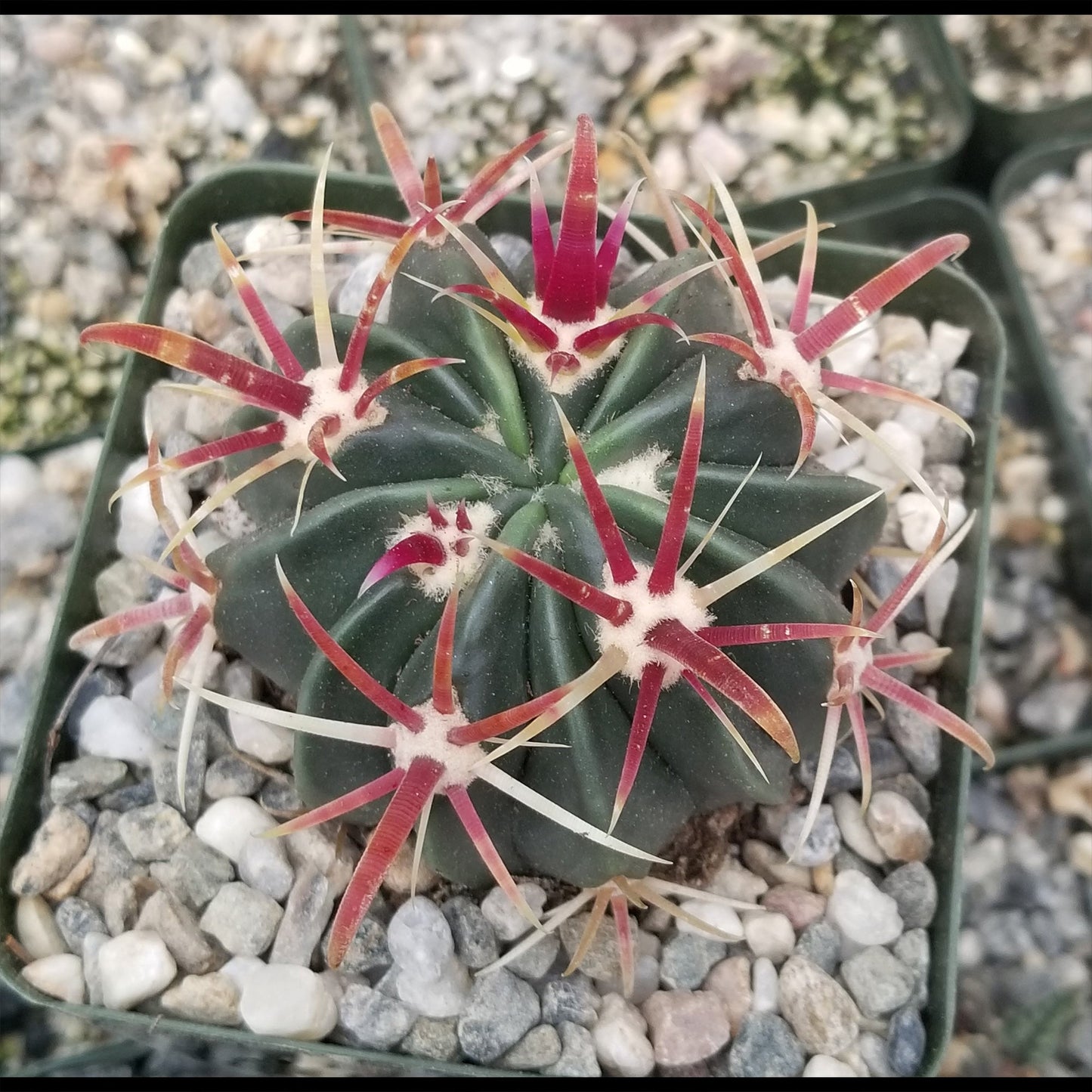 Devil's Tongue 'Ferocactus latispinus'