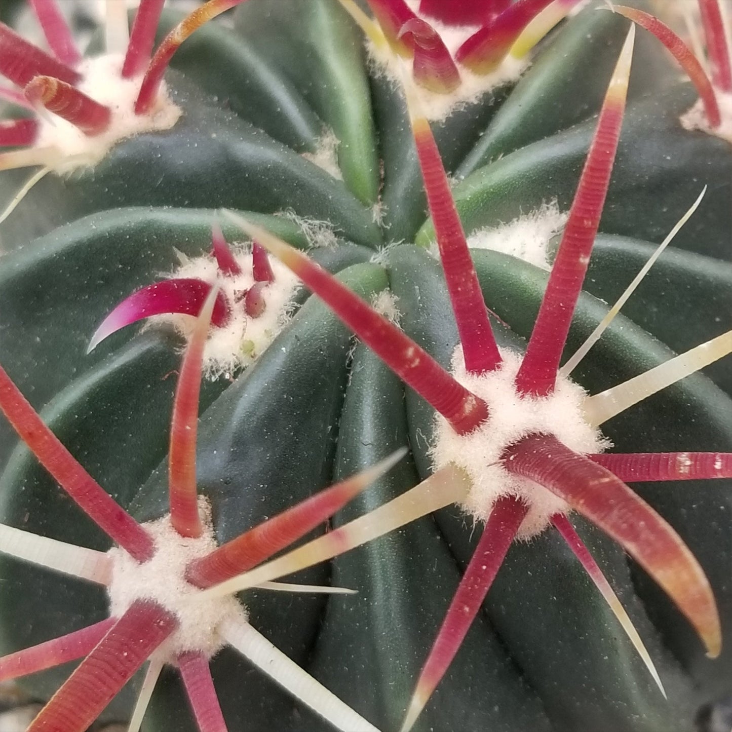 Devil's Tongue 'Ferocactus latispinus'