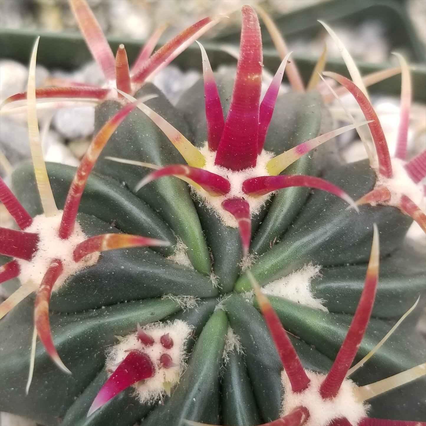 Devil's Tongue 'Ferocactus latispinus'