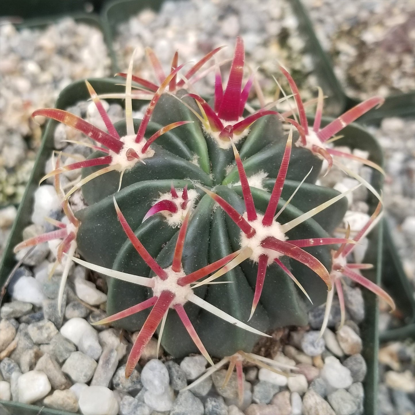 Devil's Tongue 'Ferocactus latispinus'