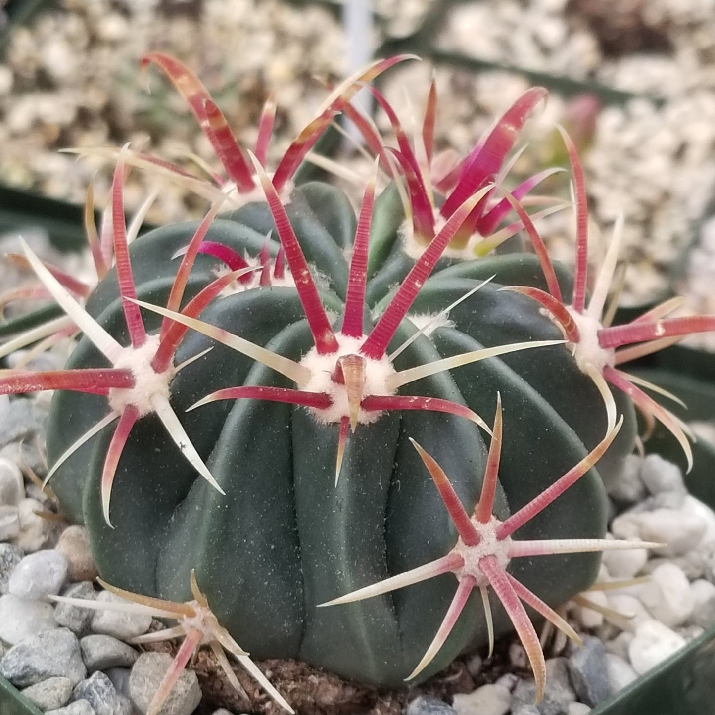Devil's Tongue 'Ferocactus latispinus'