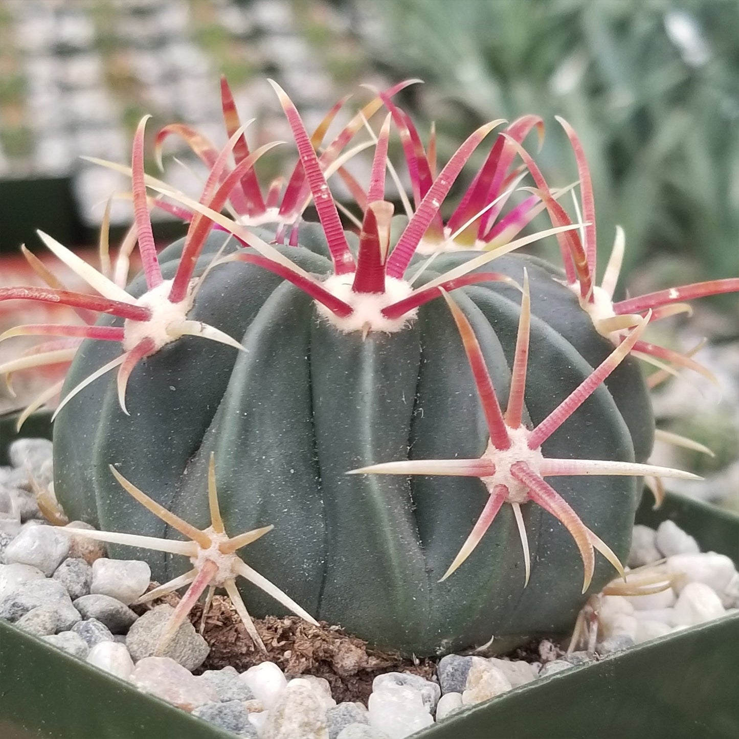 Devil's Tongue 'Ferocactus latispinus'