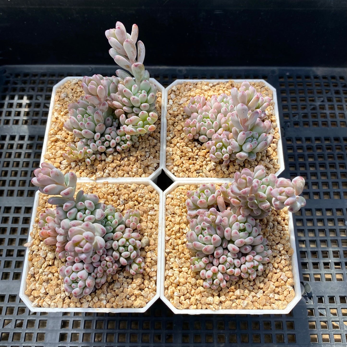 Graptopetalum fantasy beans