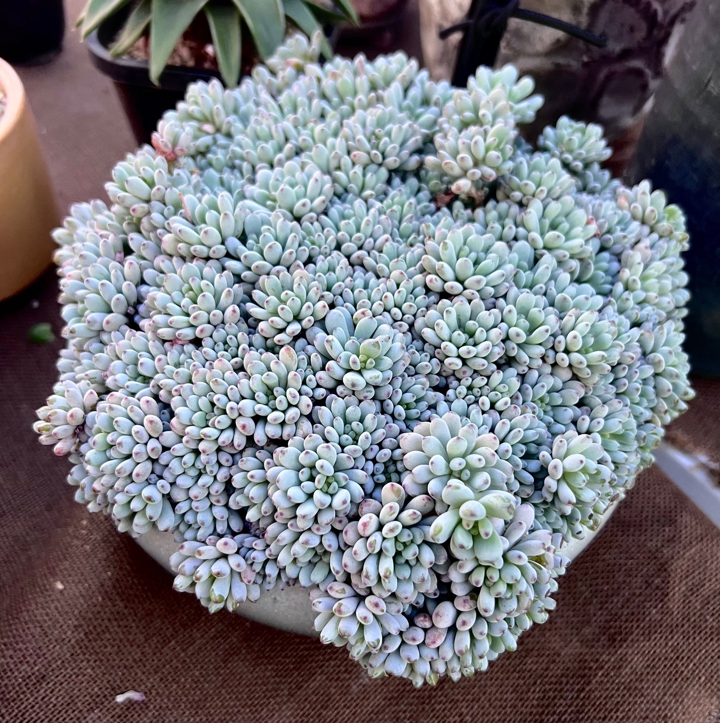 Graptopetalum fantasy beans