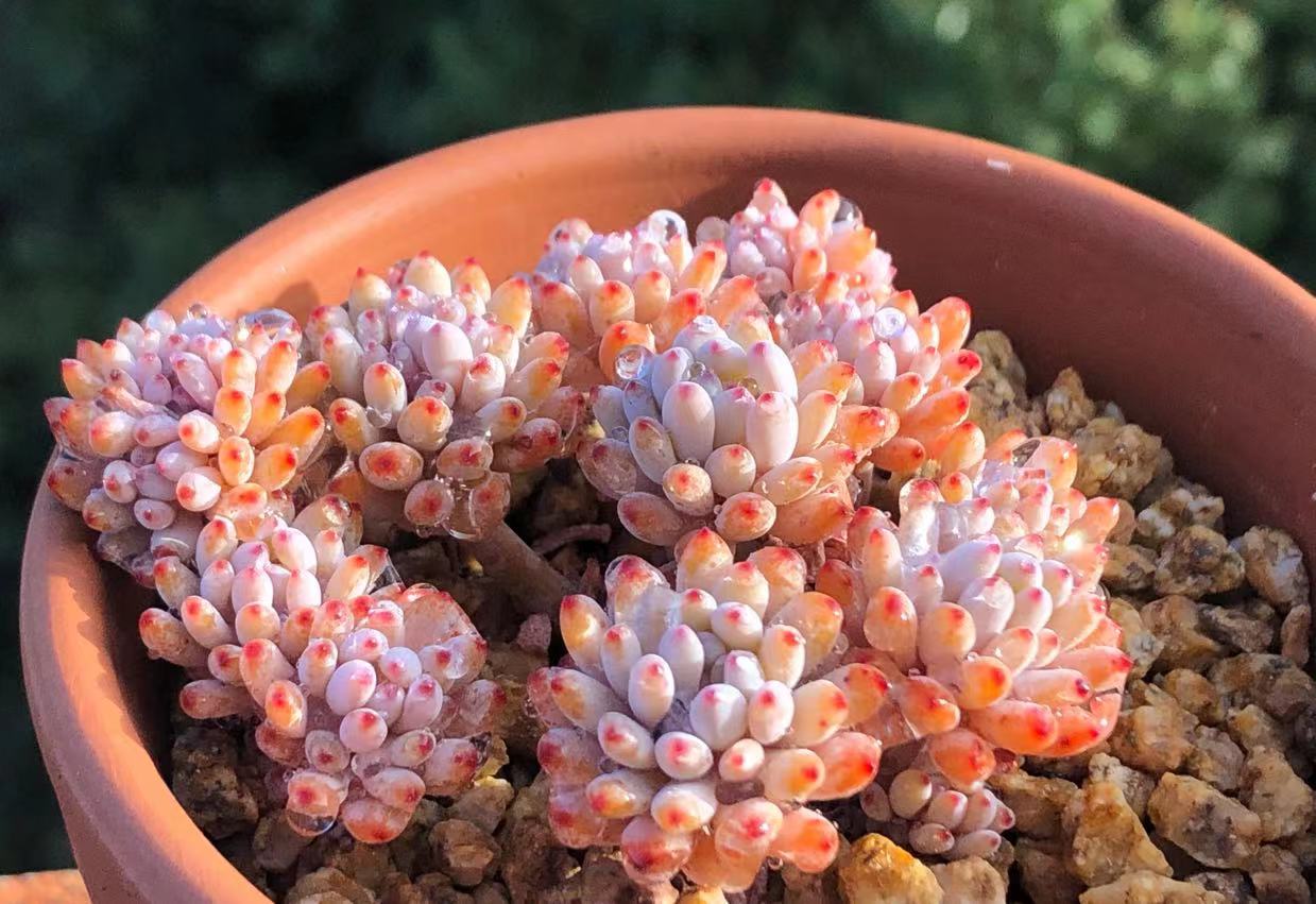 Graptopetalum fantasy beans