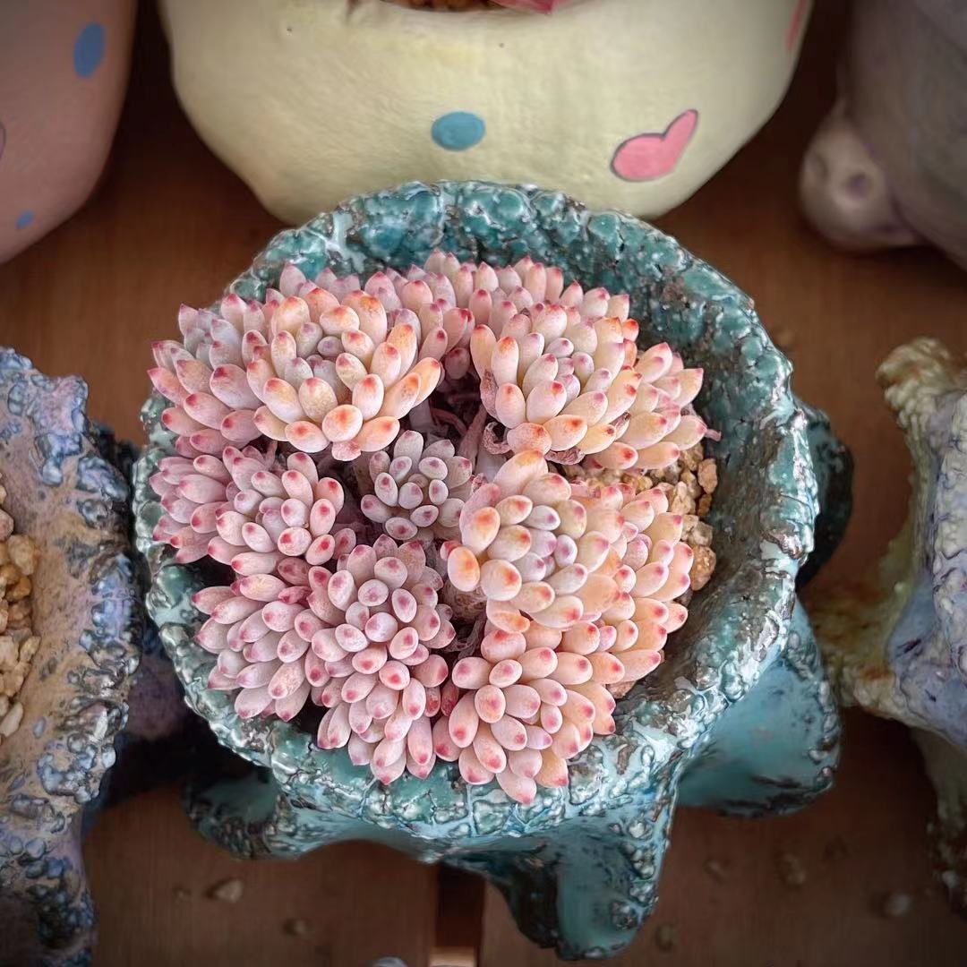 Graptopetalum fantasy beans