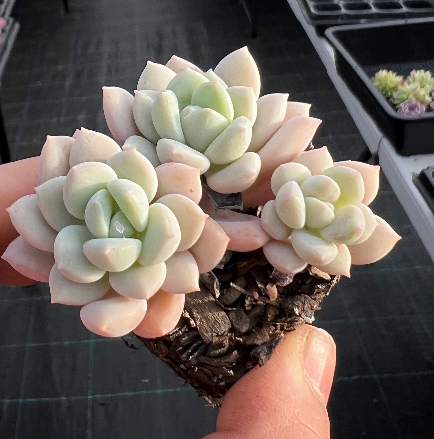 Sedeveria Pudgy