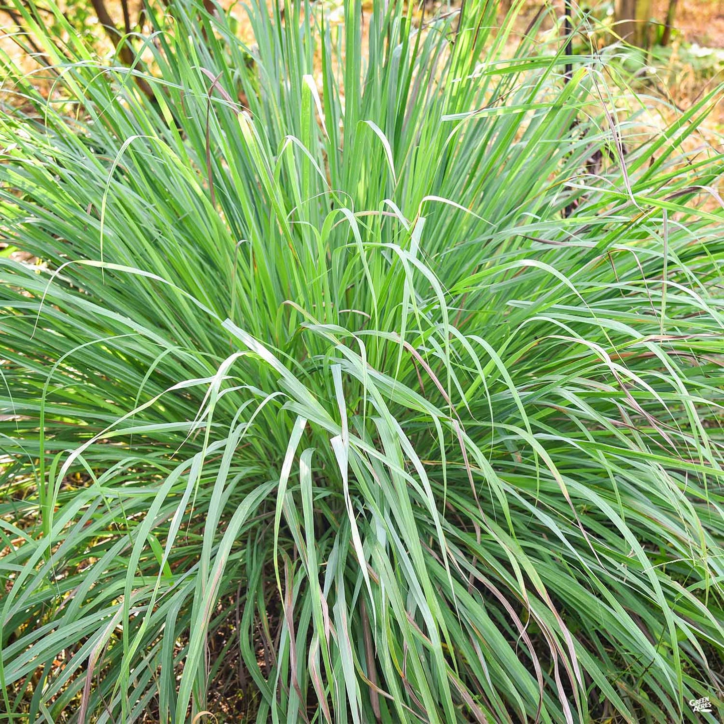 Lemongrass