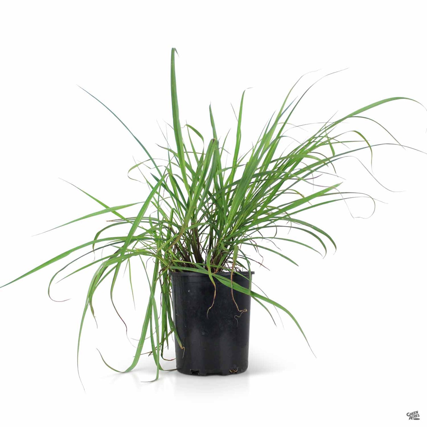 Lemongrass