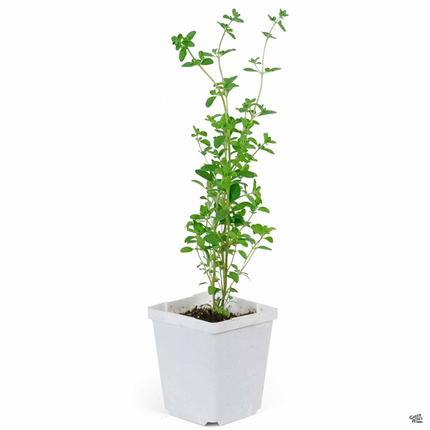 Marjoram 'Sweet'