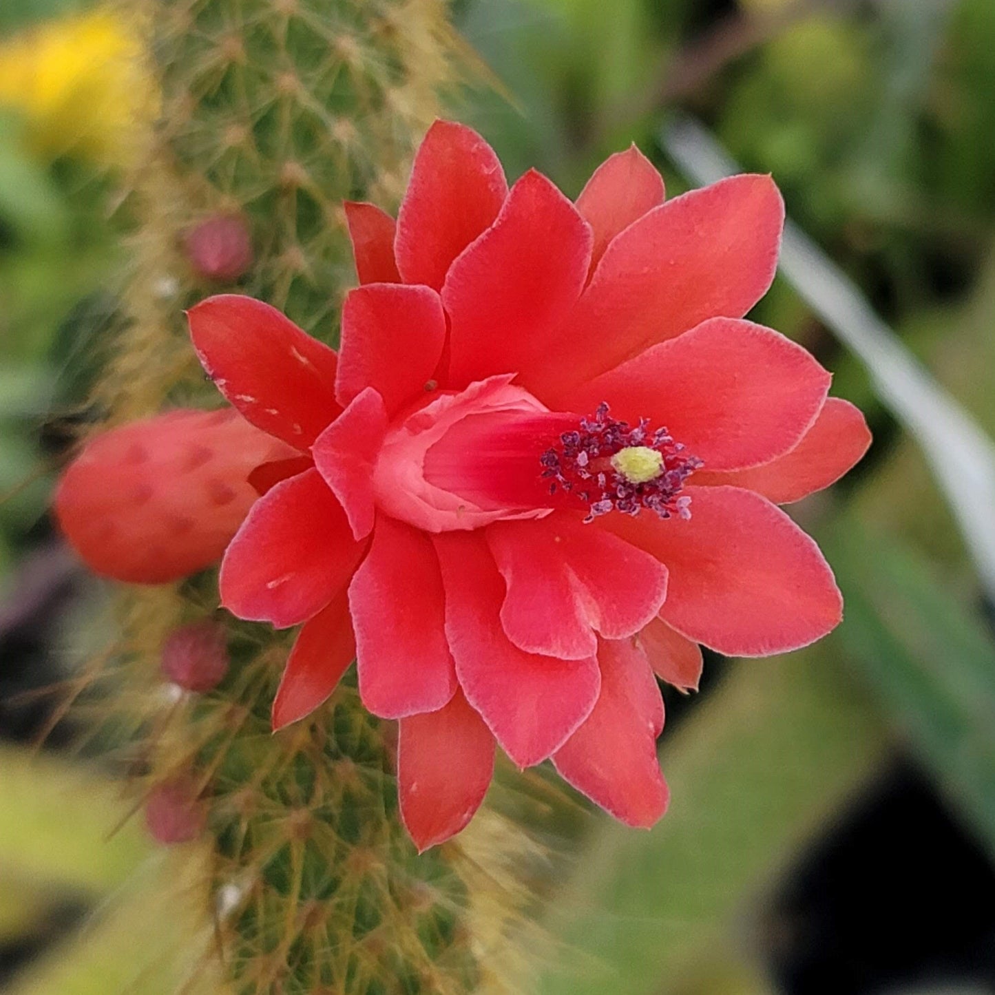 Monkey Tail Cactus – Cleistocactus colademononis