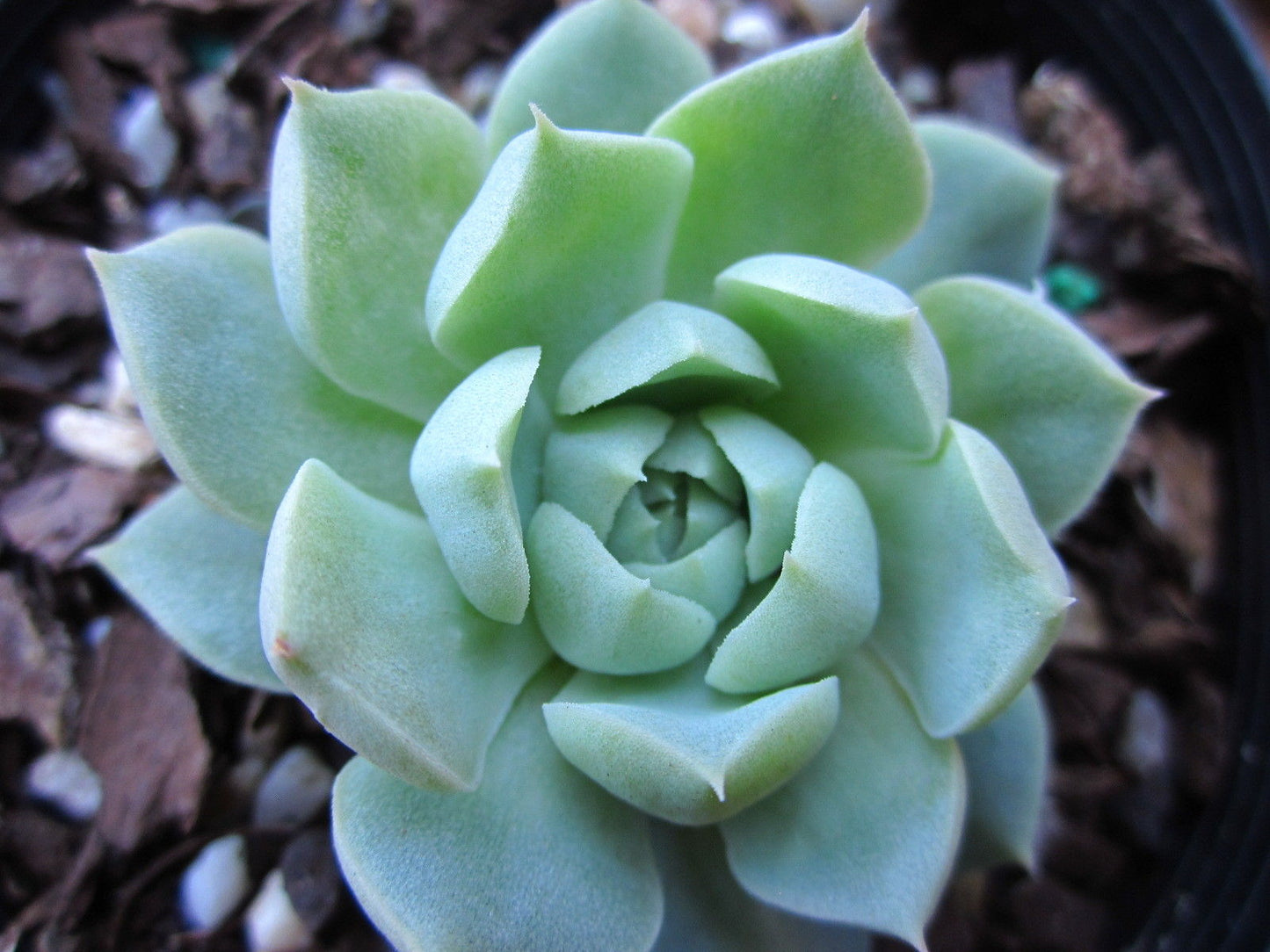 Echeveria hyalian