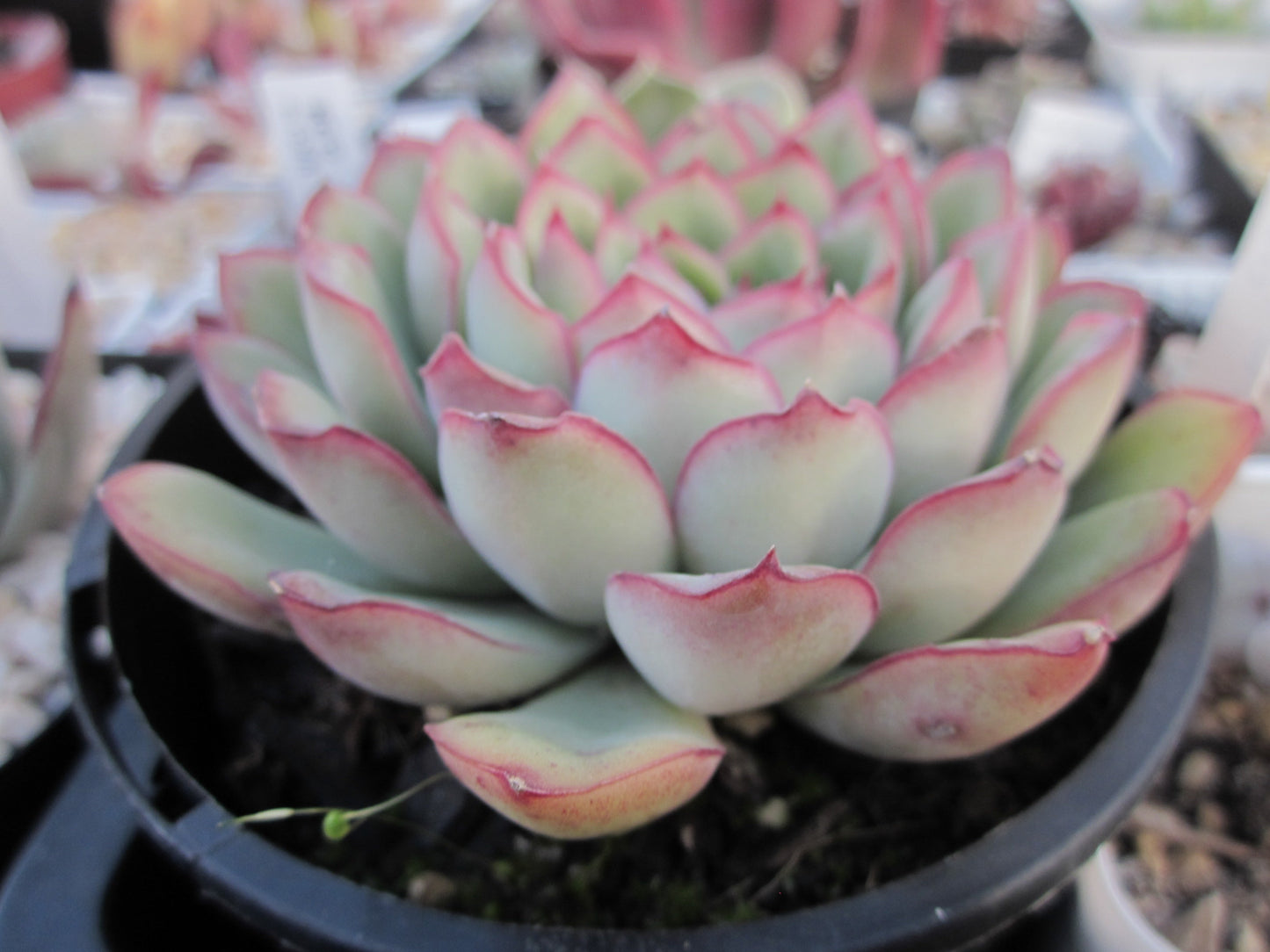 Echeveria pulidonis