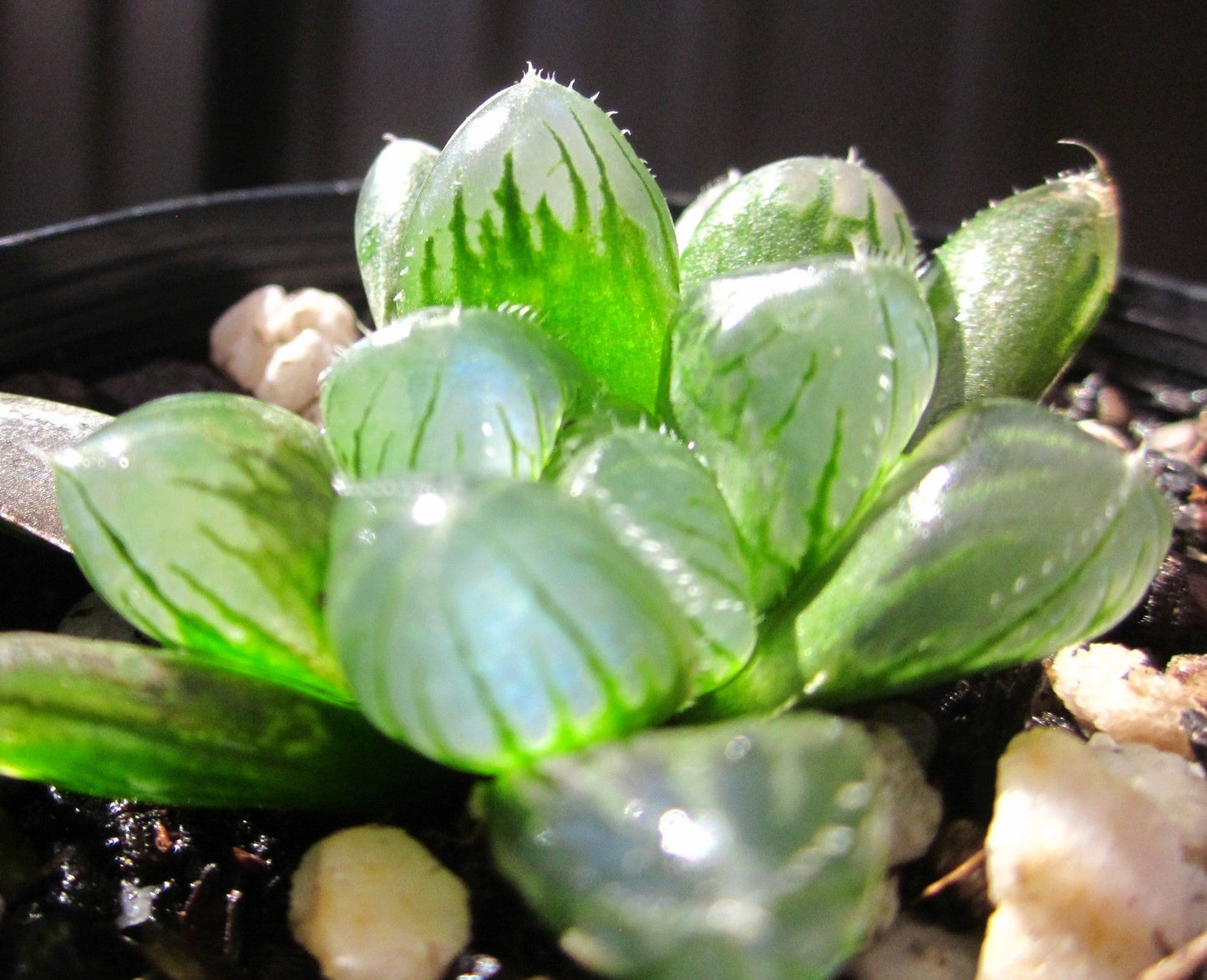 Haworthia obtusa