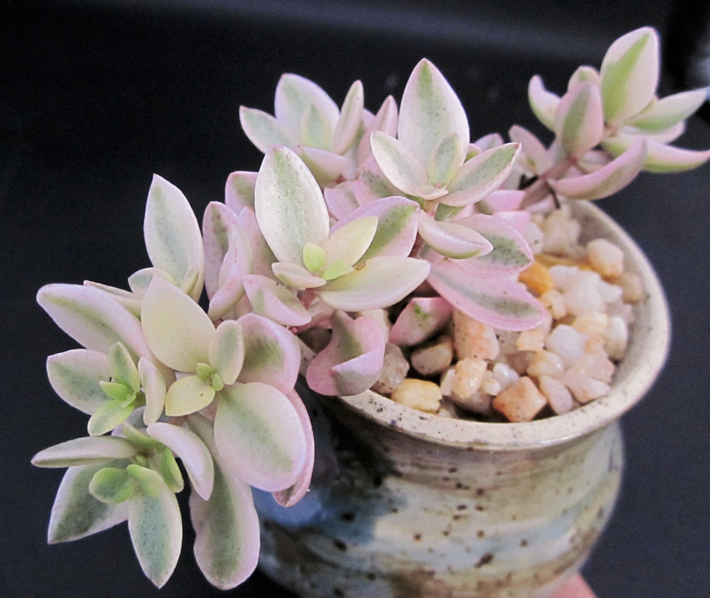 Crassula volkensii variegated