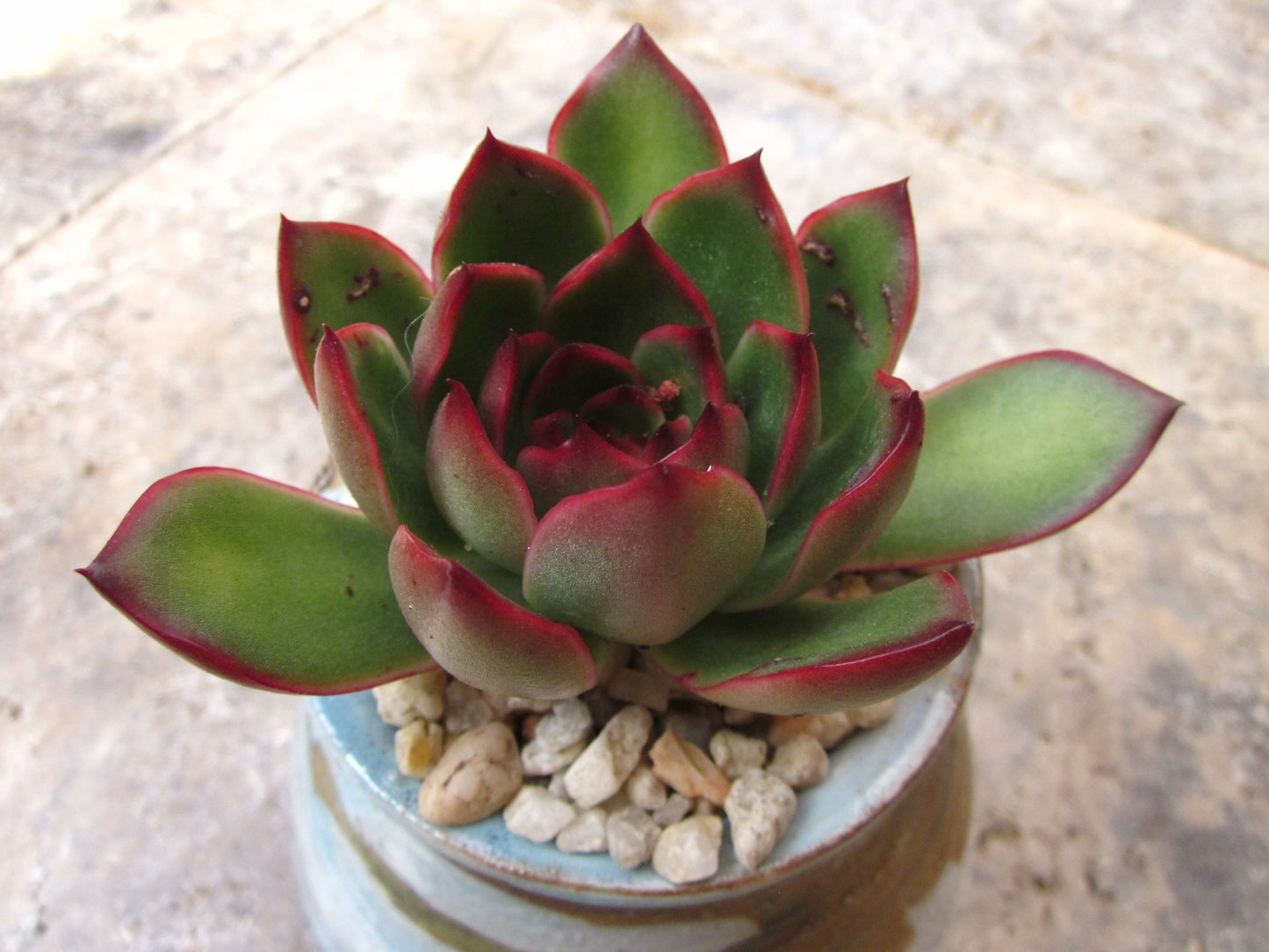 Echeveria Puli-lindsayana