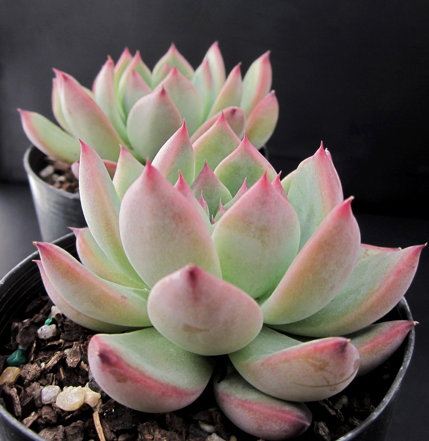 Echeveria Lindsayana