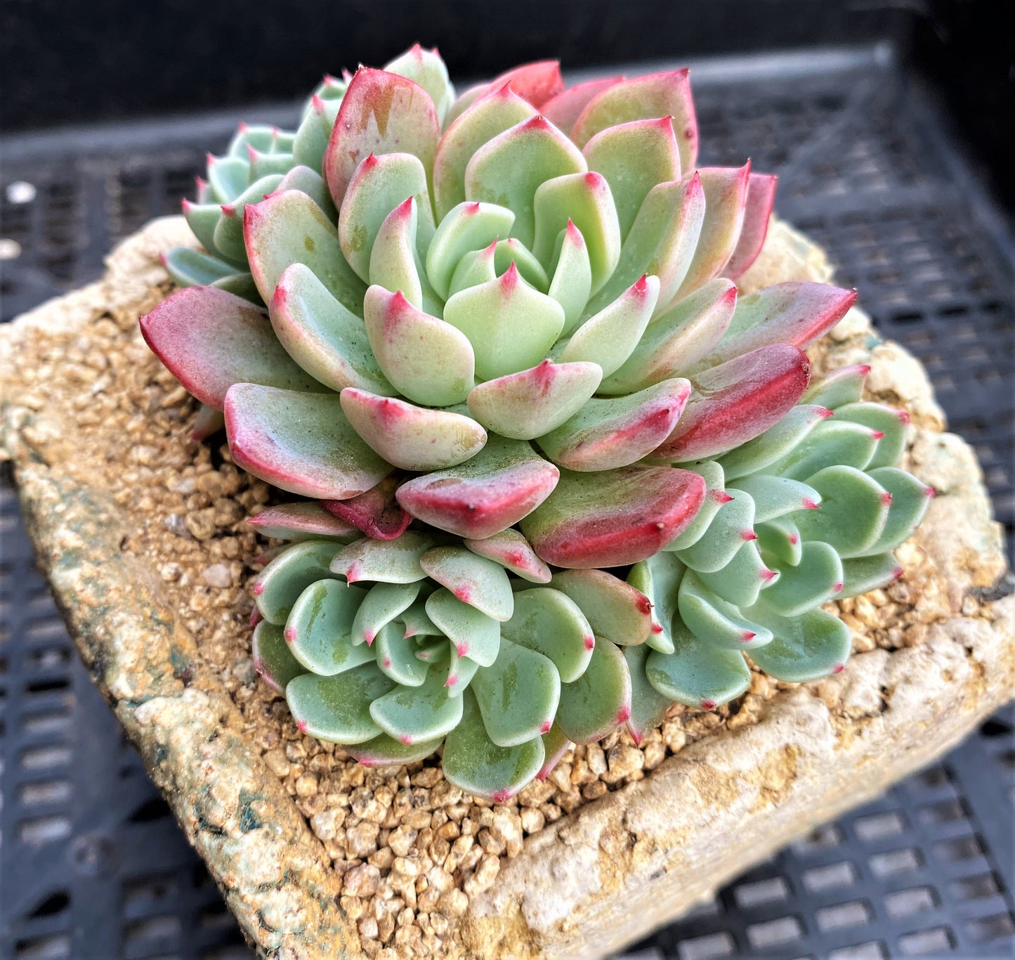 Eheveria nana mini hook
