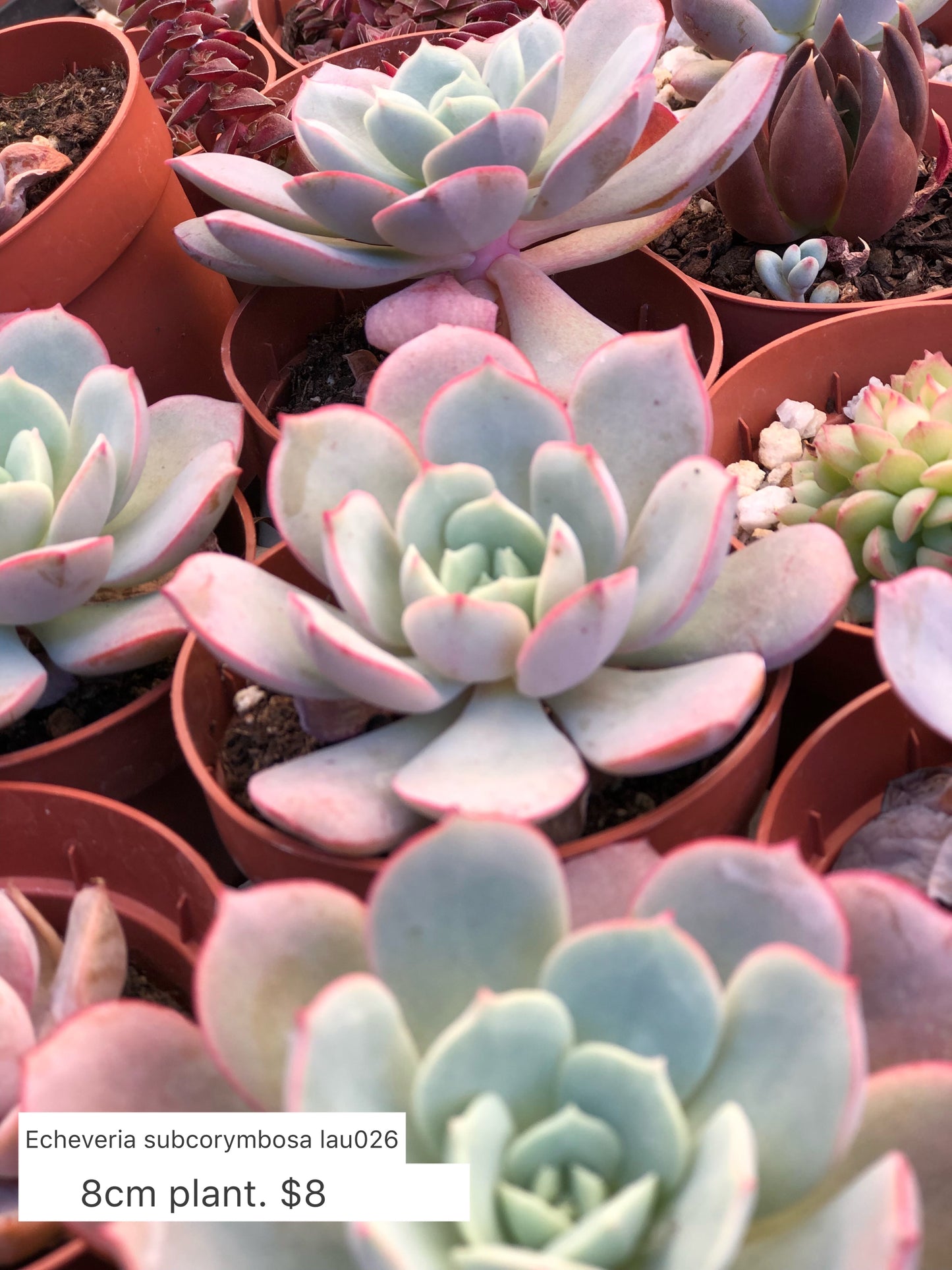 Echeveria subcorymbosa lau 026