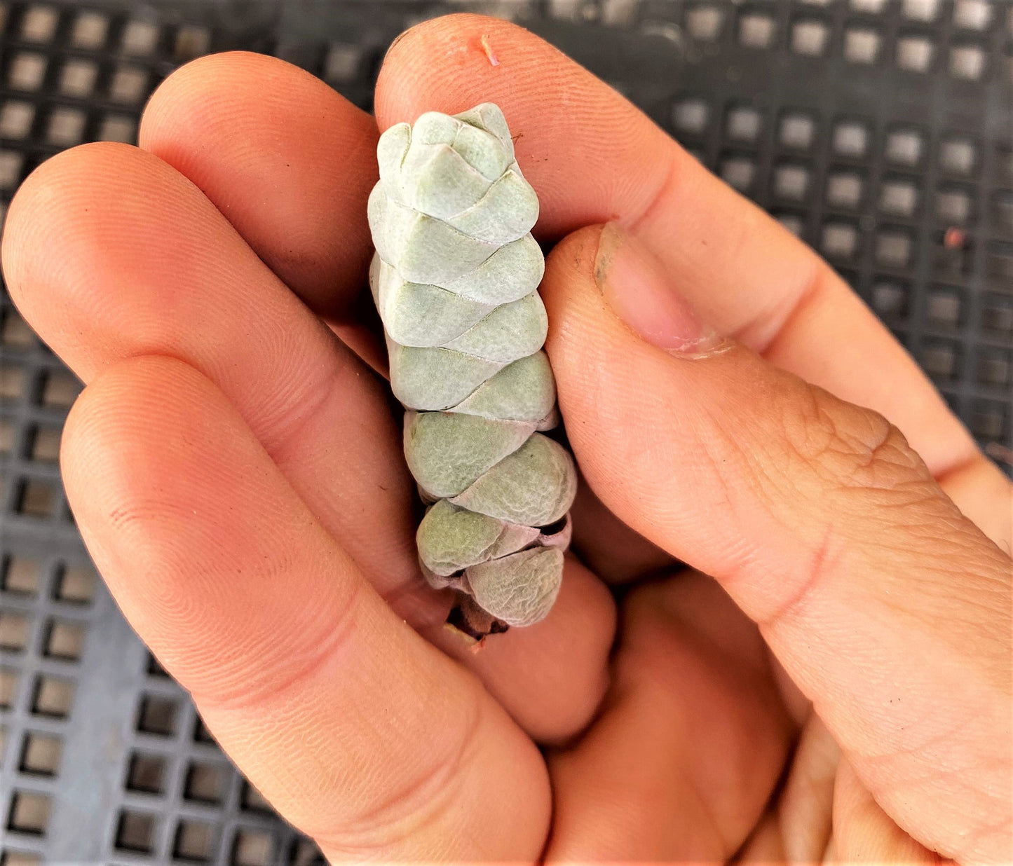 Crassula arta/ plegmatoides (CUTTINGS)
