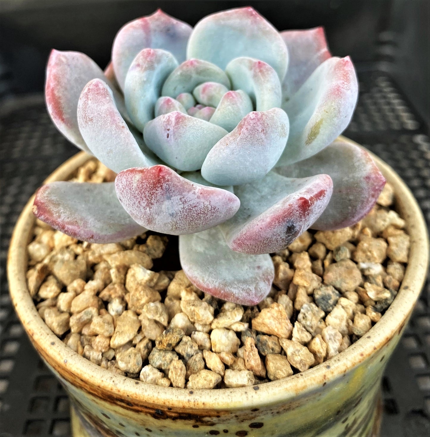 Echeveria orange monroe monstrose