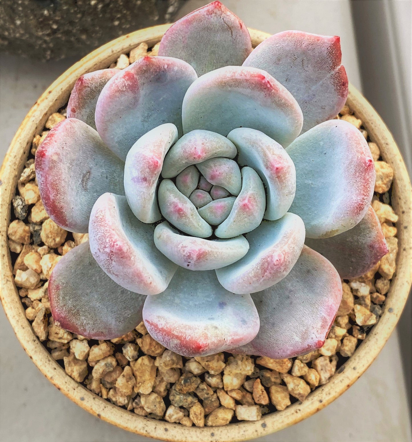 Echeveria orange monroe monstrose