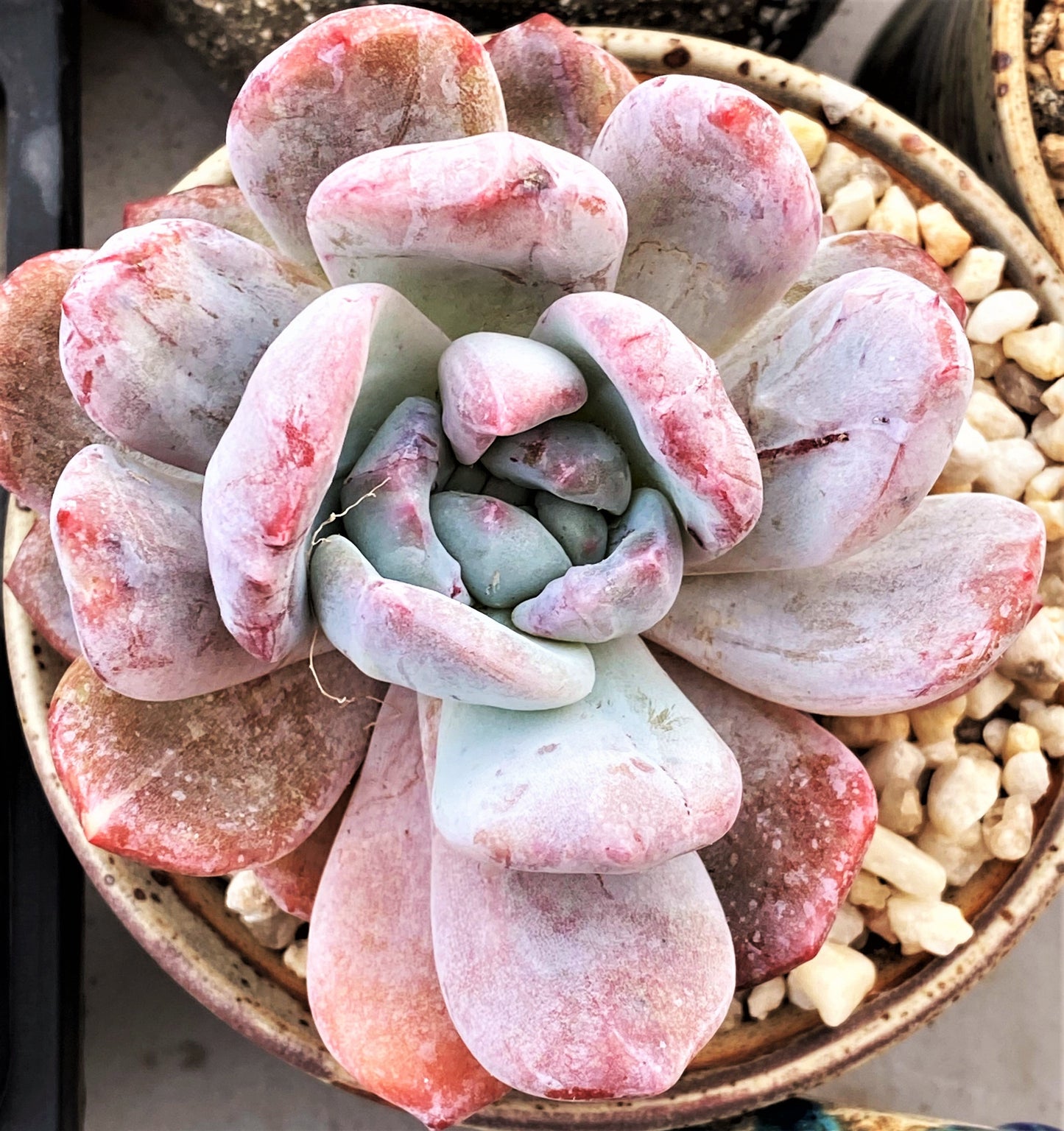 Echeveria orange monroe monstrose
