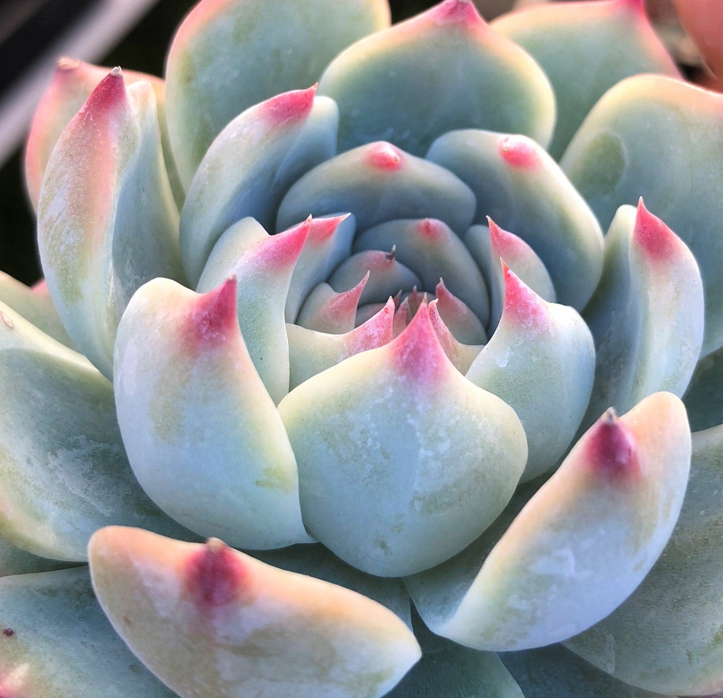 Echeveria Chihuahuensis