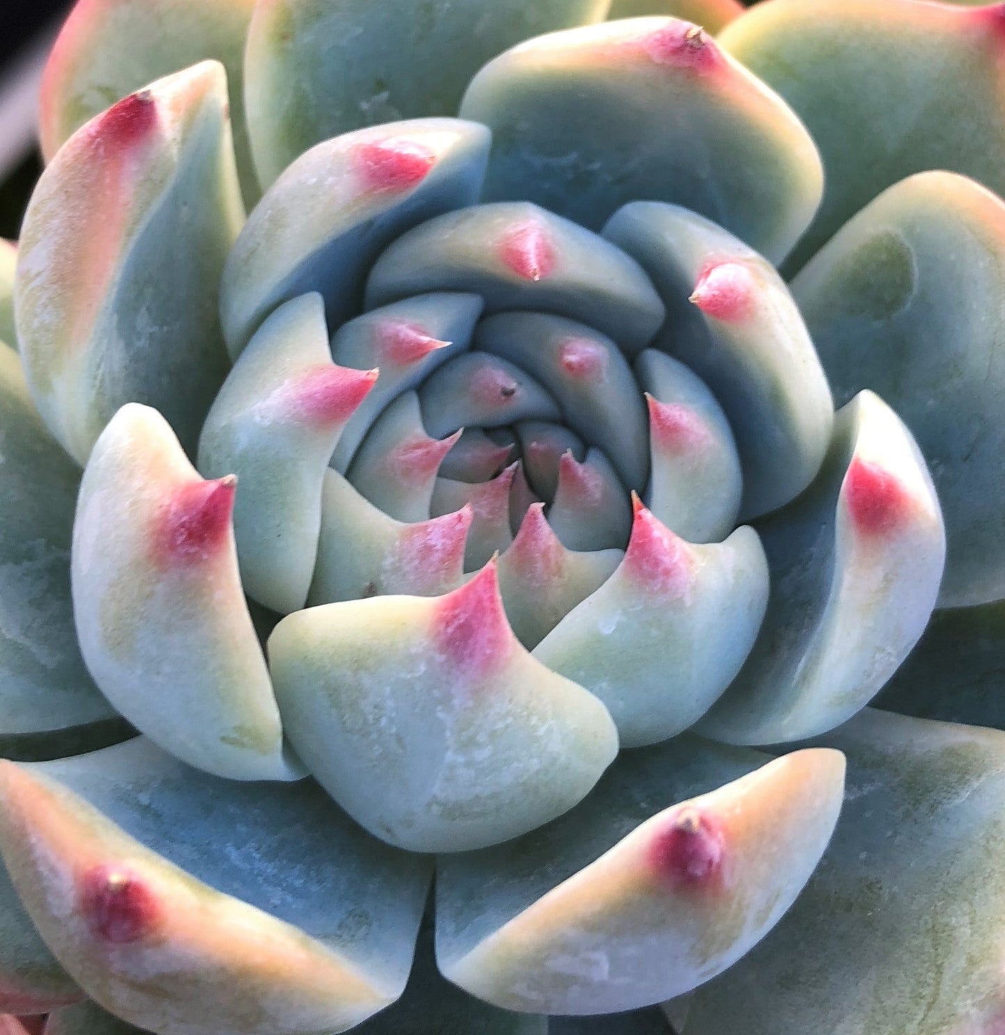 Echeveria Chihuahuensis