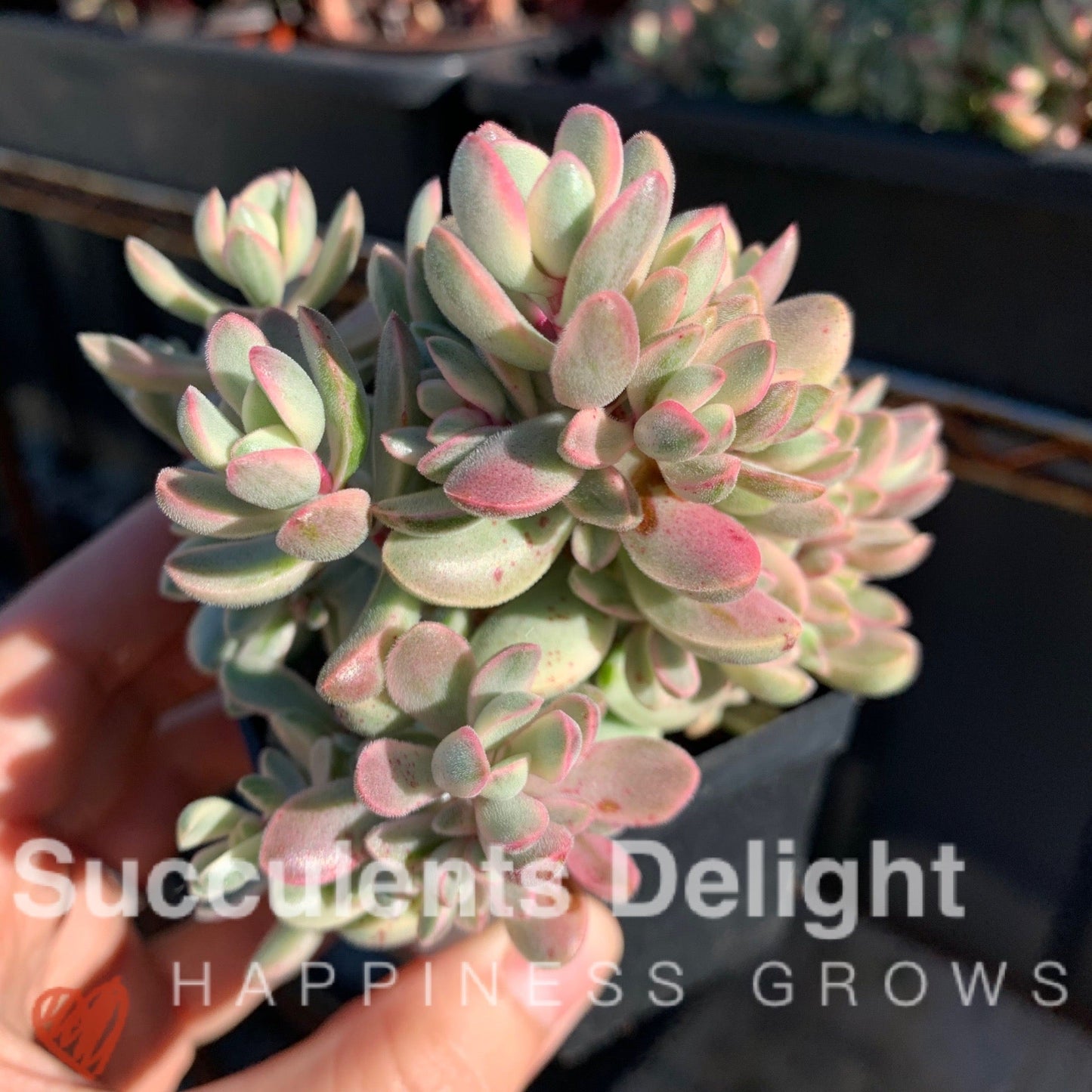 Crassula rogersii variegata cluster 若歌诗锦群