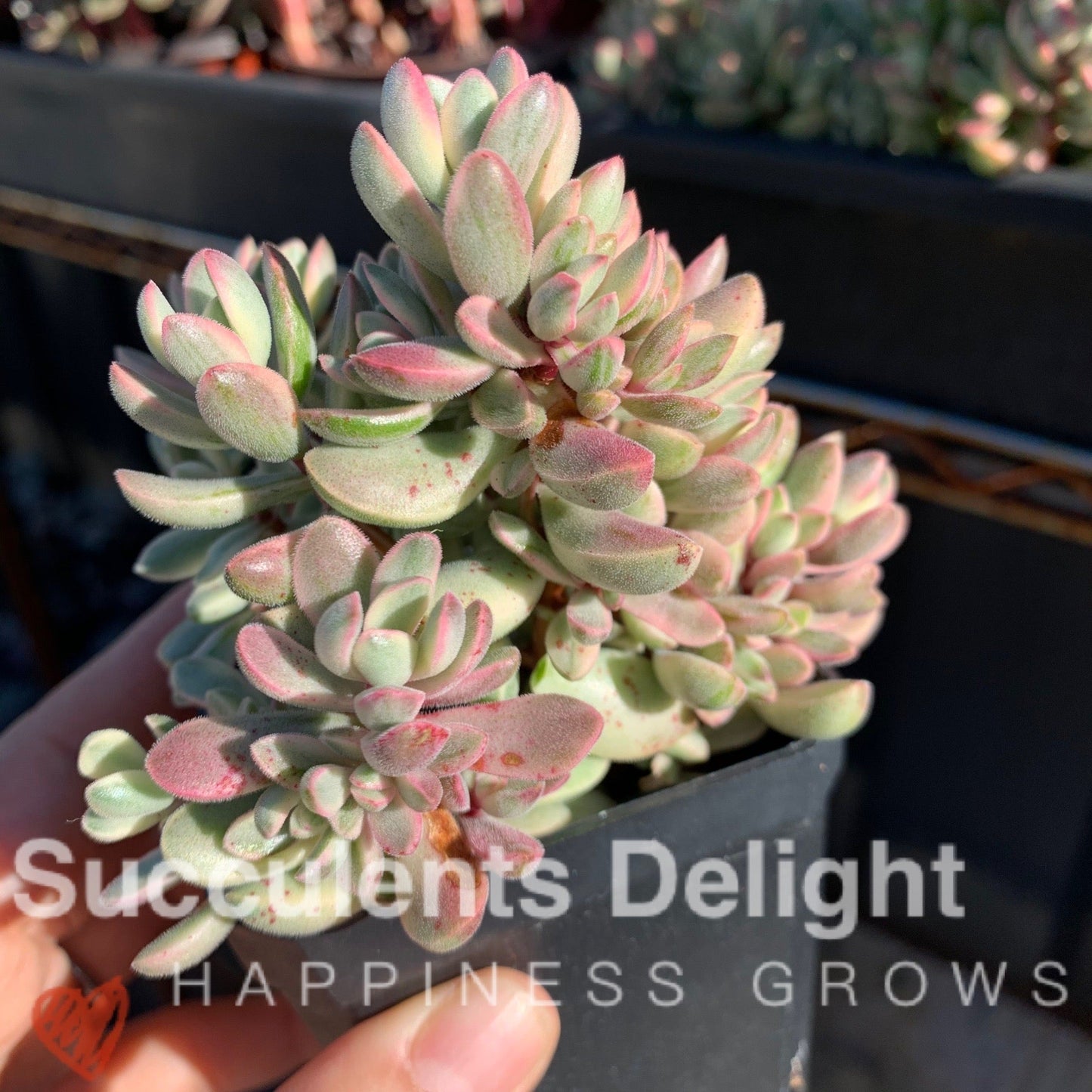Crassula rogersii variegata cluster 若歌诗锦群