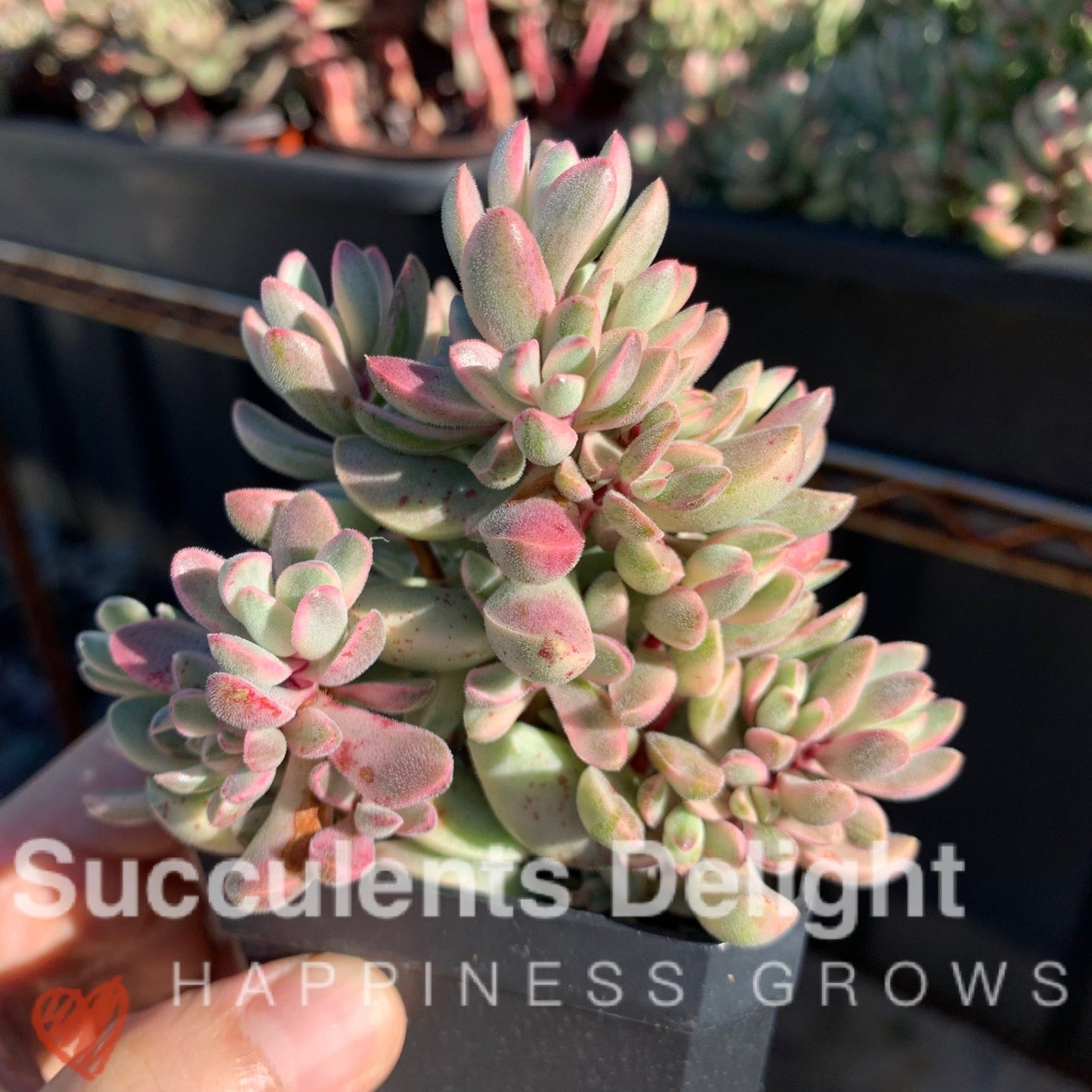 Crassula rogersii variegata cluster 若歌诗锦群