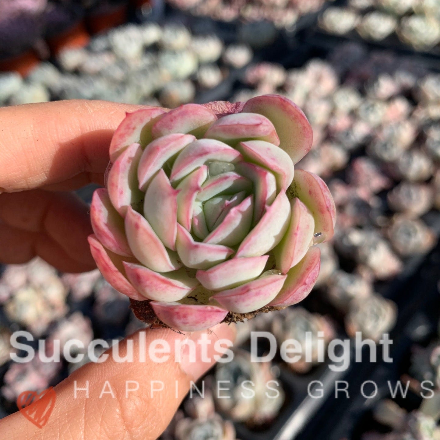 Echeveria Pink Edge Pink Elegans 粉月影