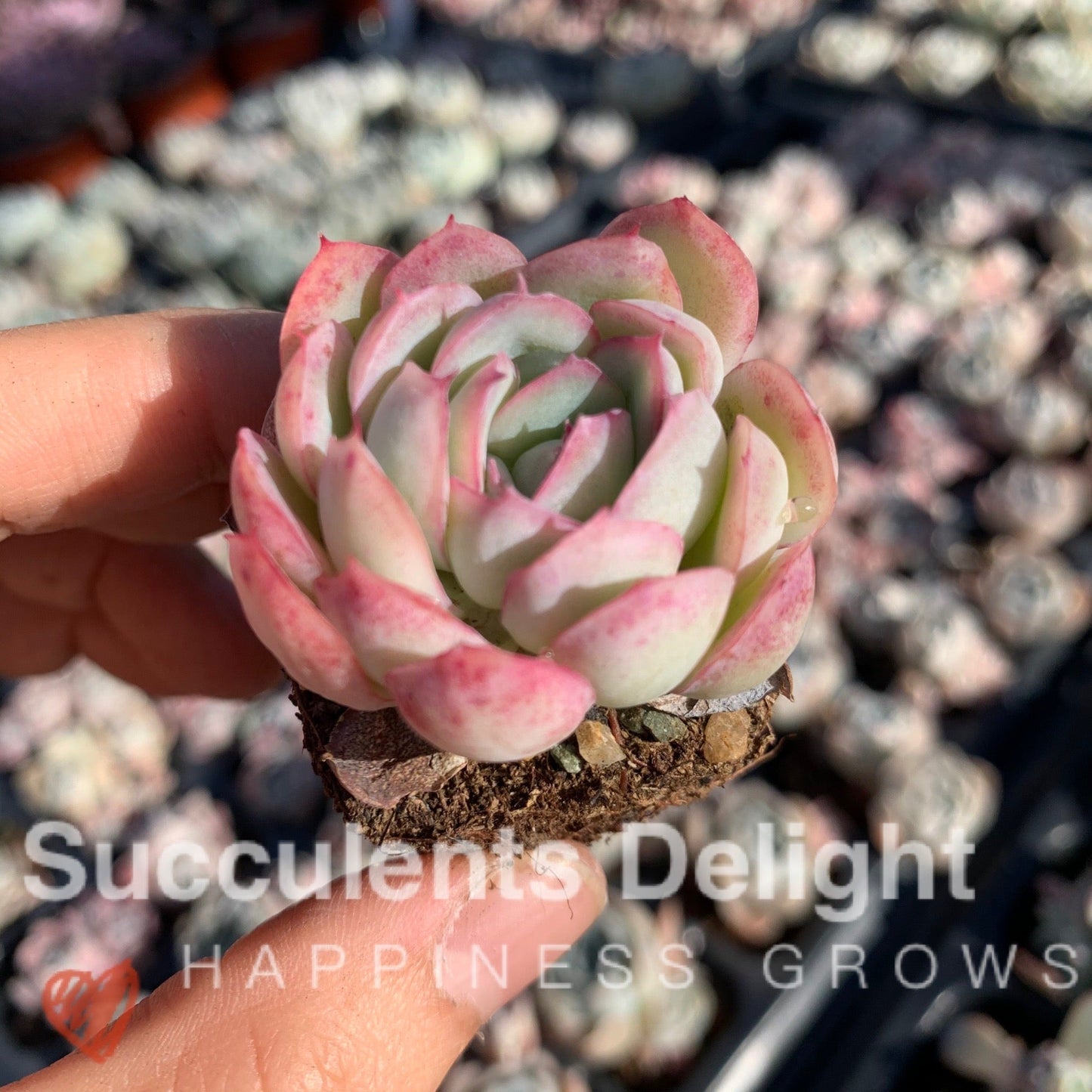 Echeveria Pink Edge Pink Elegans 粉月影