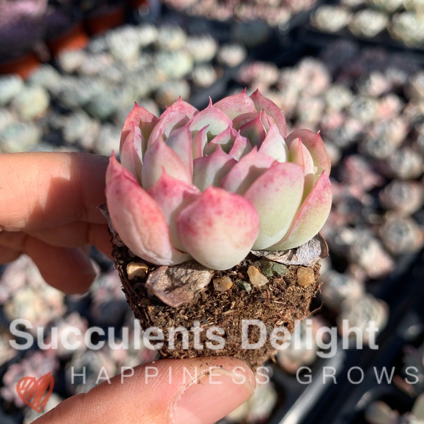 Echeveria Pink Edge Pink Elegans 粉月影