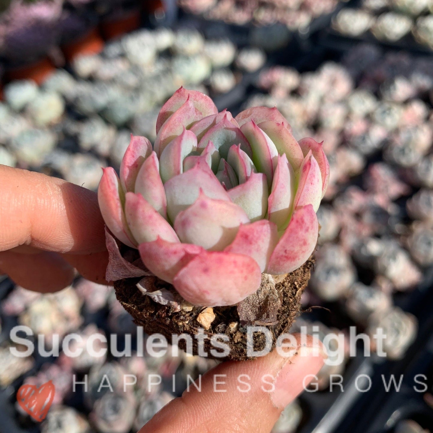 Echeveria Pink Edge Pink Elegans 粉月影