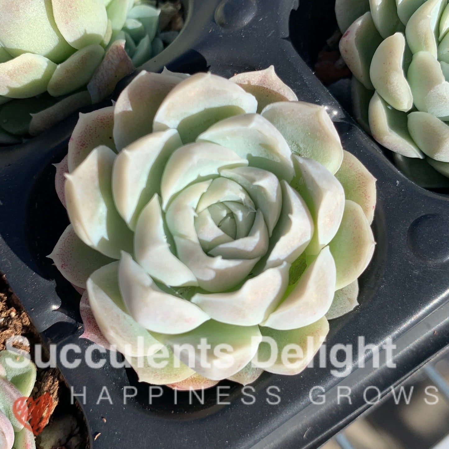 Echeveria Elegans Alba aka White Elegans 阿尔巴白月影
