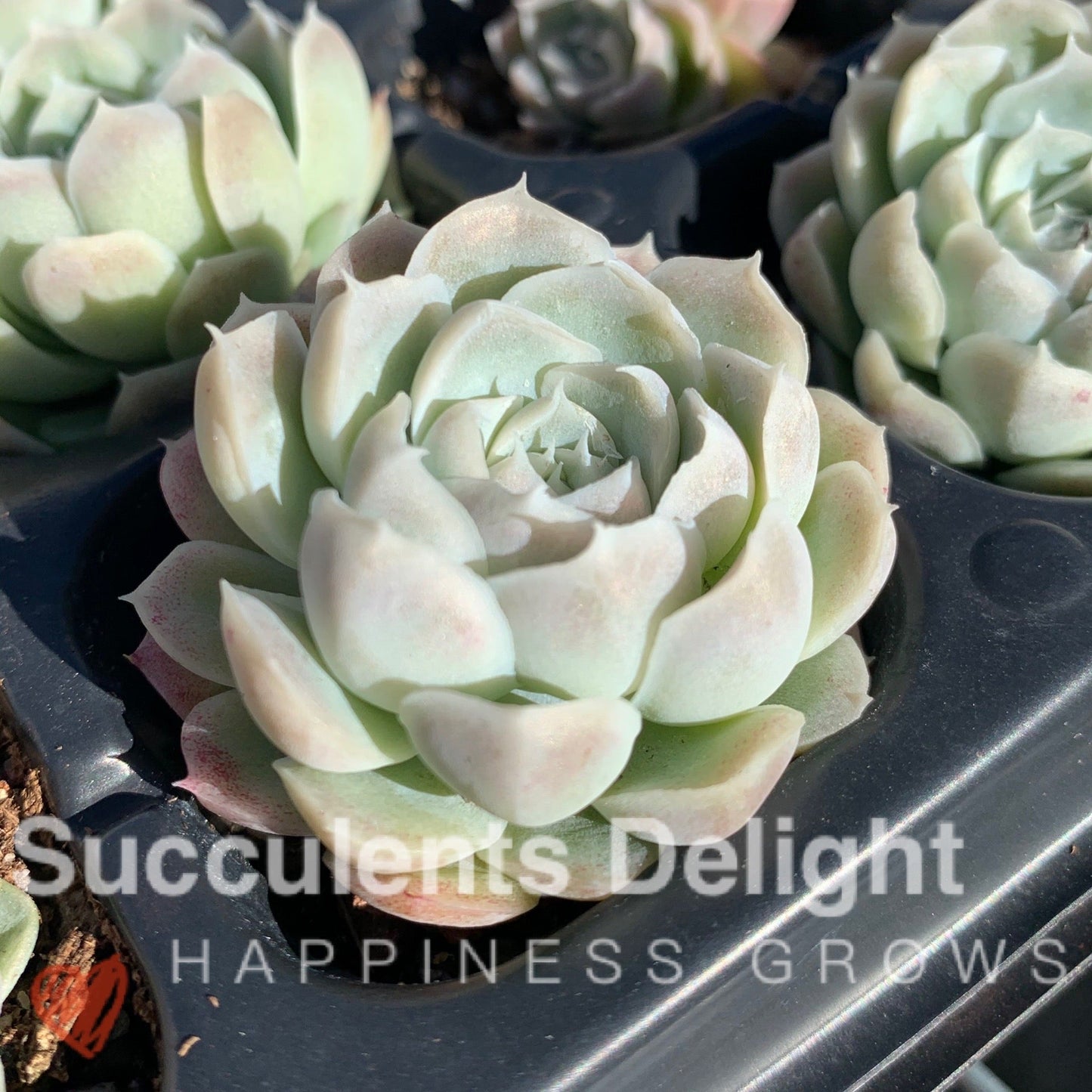 Echeveria Elegans Alba aka White Elegans 阿尔巴白月影