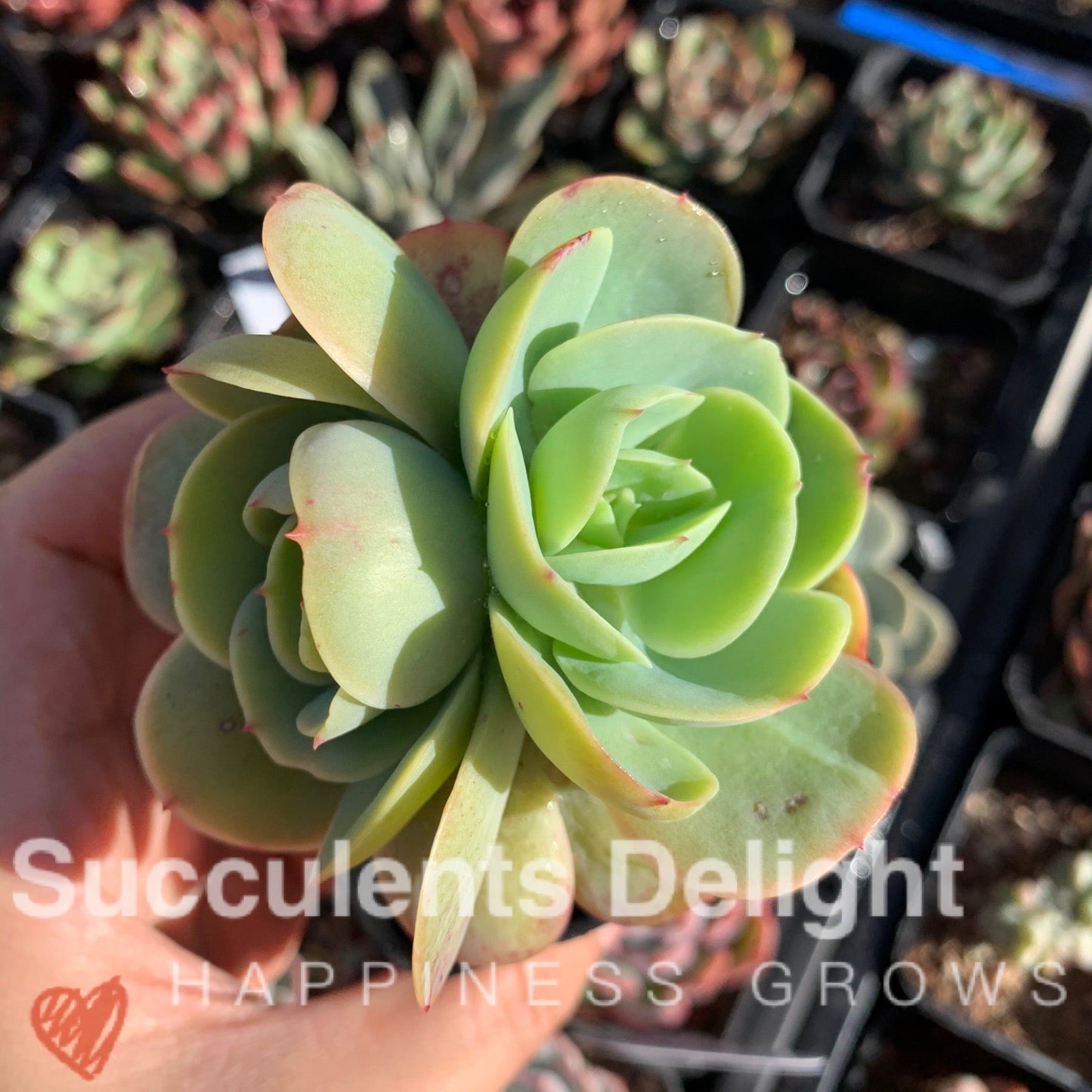 Echeveria Peach Pride 碧桃