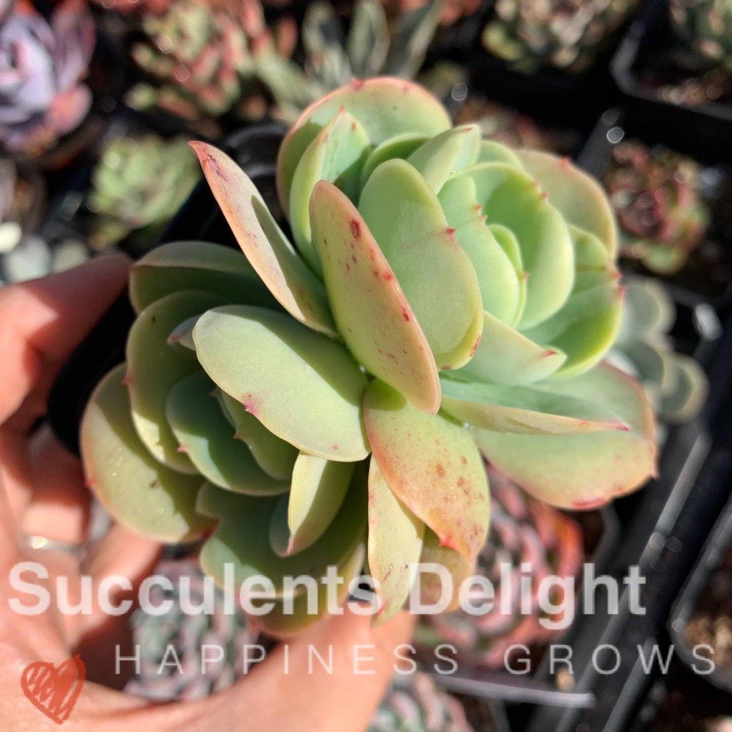 Echeveria Peach Pride 碧桃