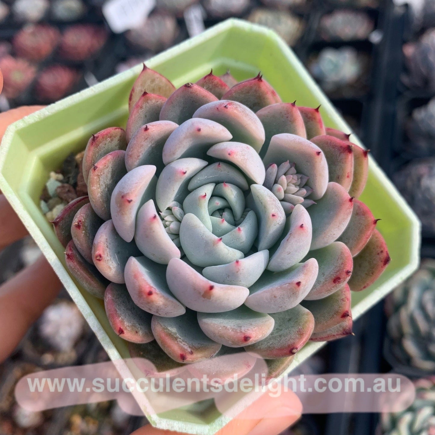 Echeveria Elegans Dongting 洞庭月影
