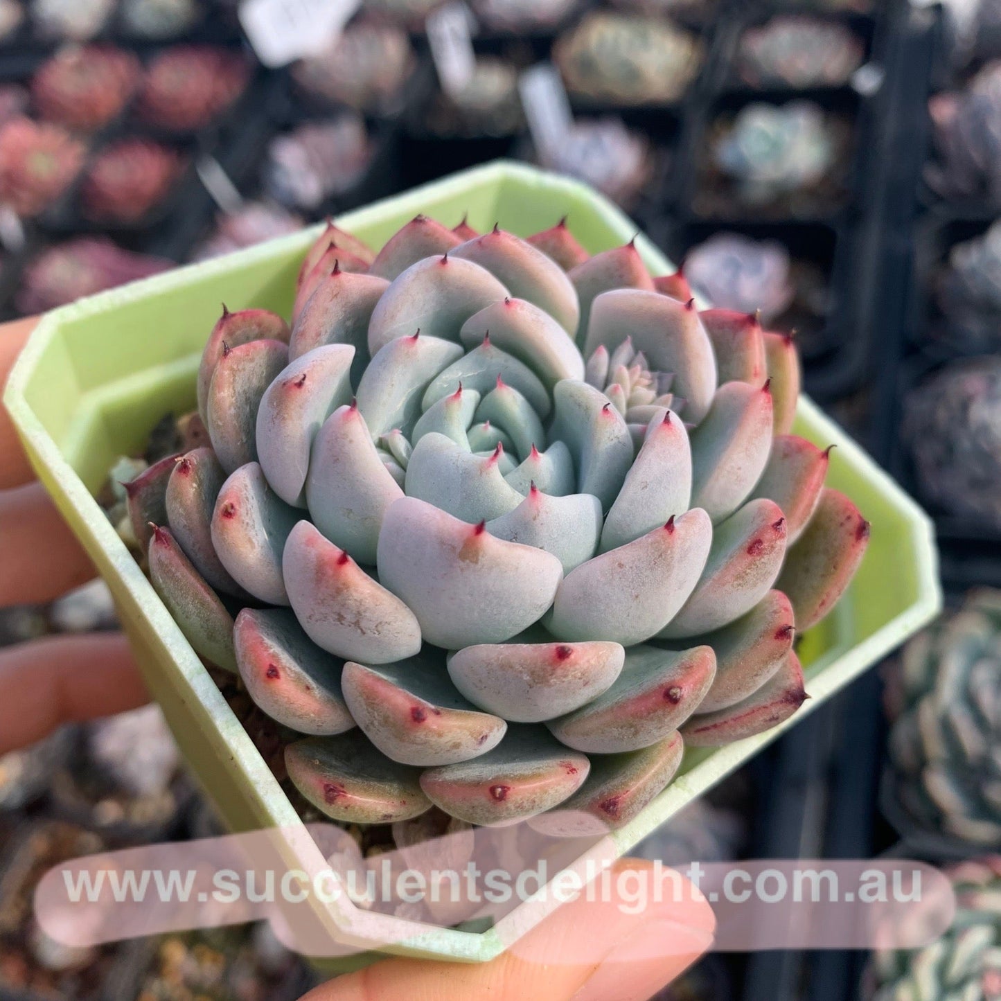 Echeveria Elegans Dongting 洞庭月影