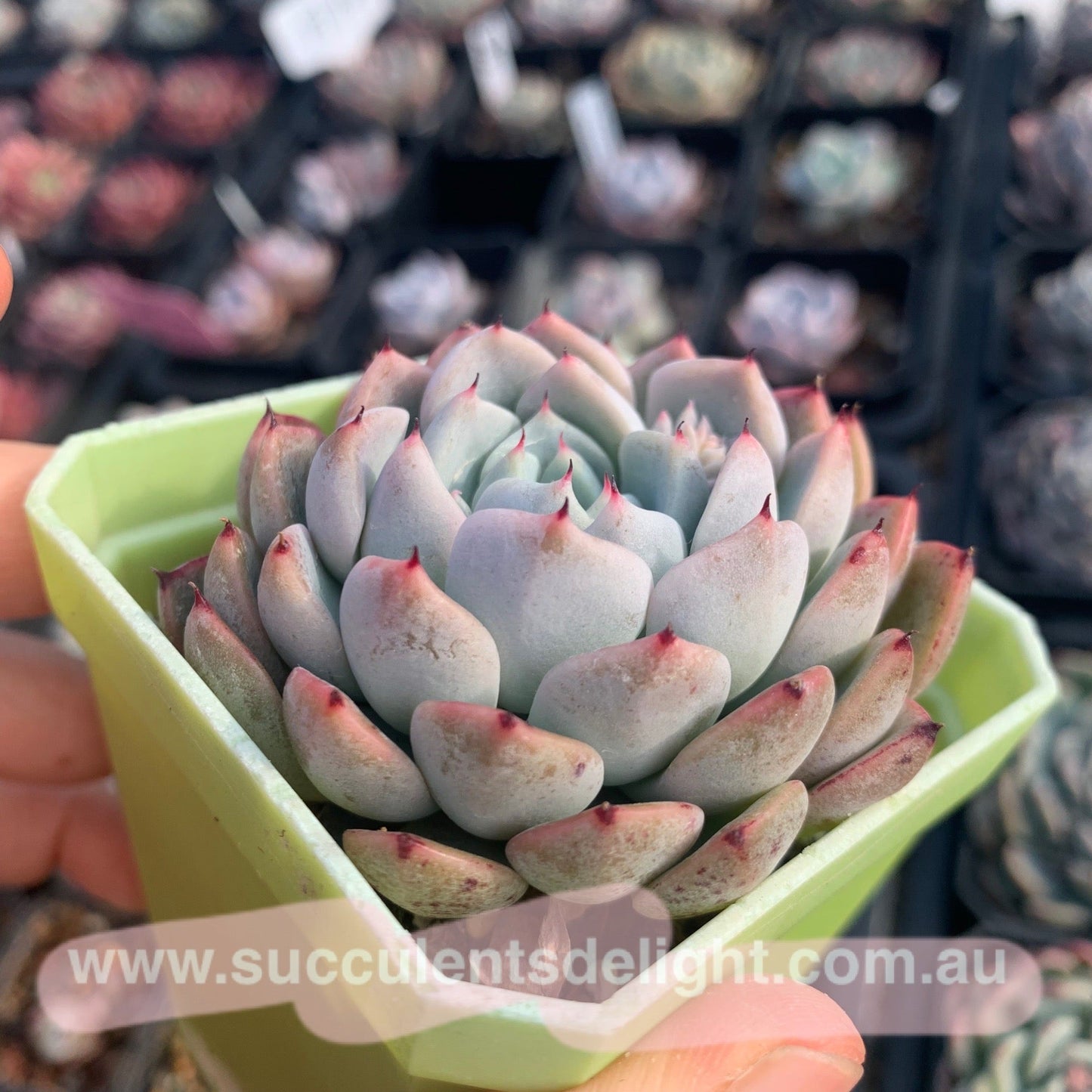 Echeveria Elegans Dongting 洞庭月影