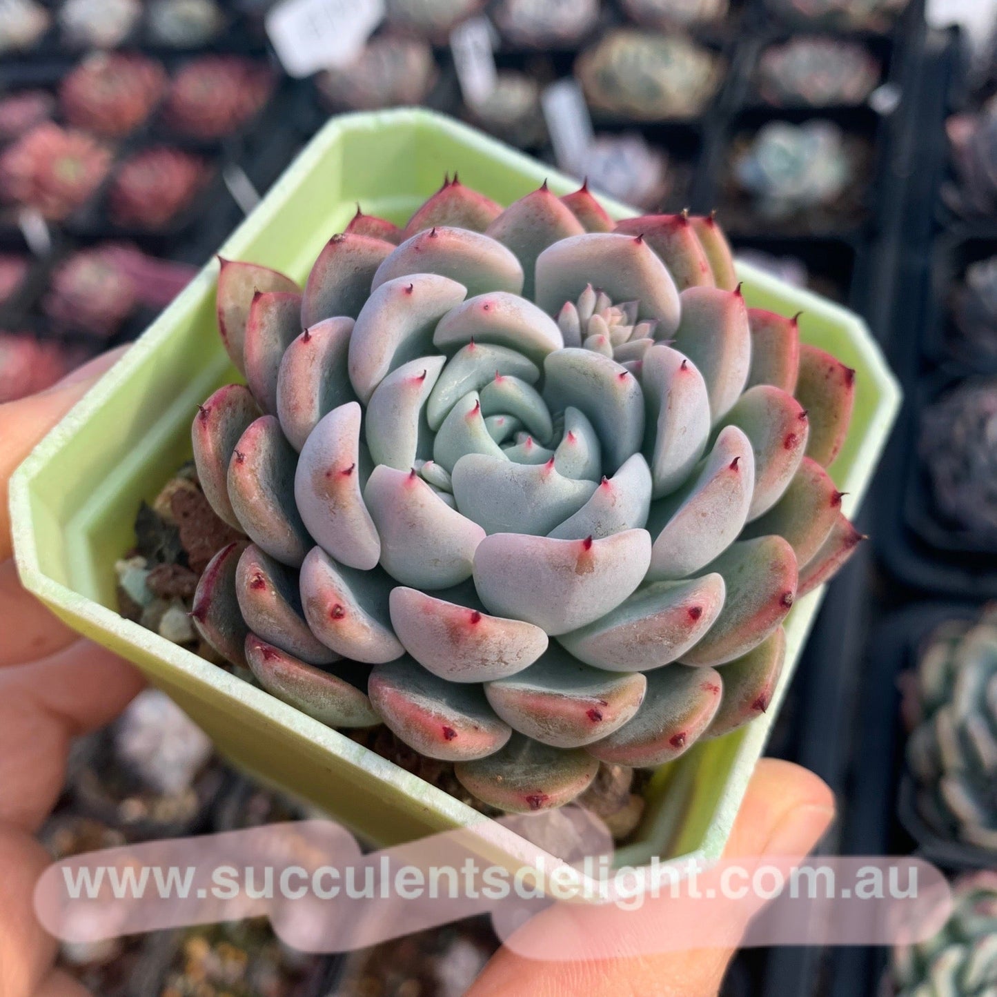 Echeveria Elegans Dongting 洞庭月影