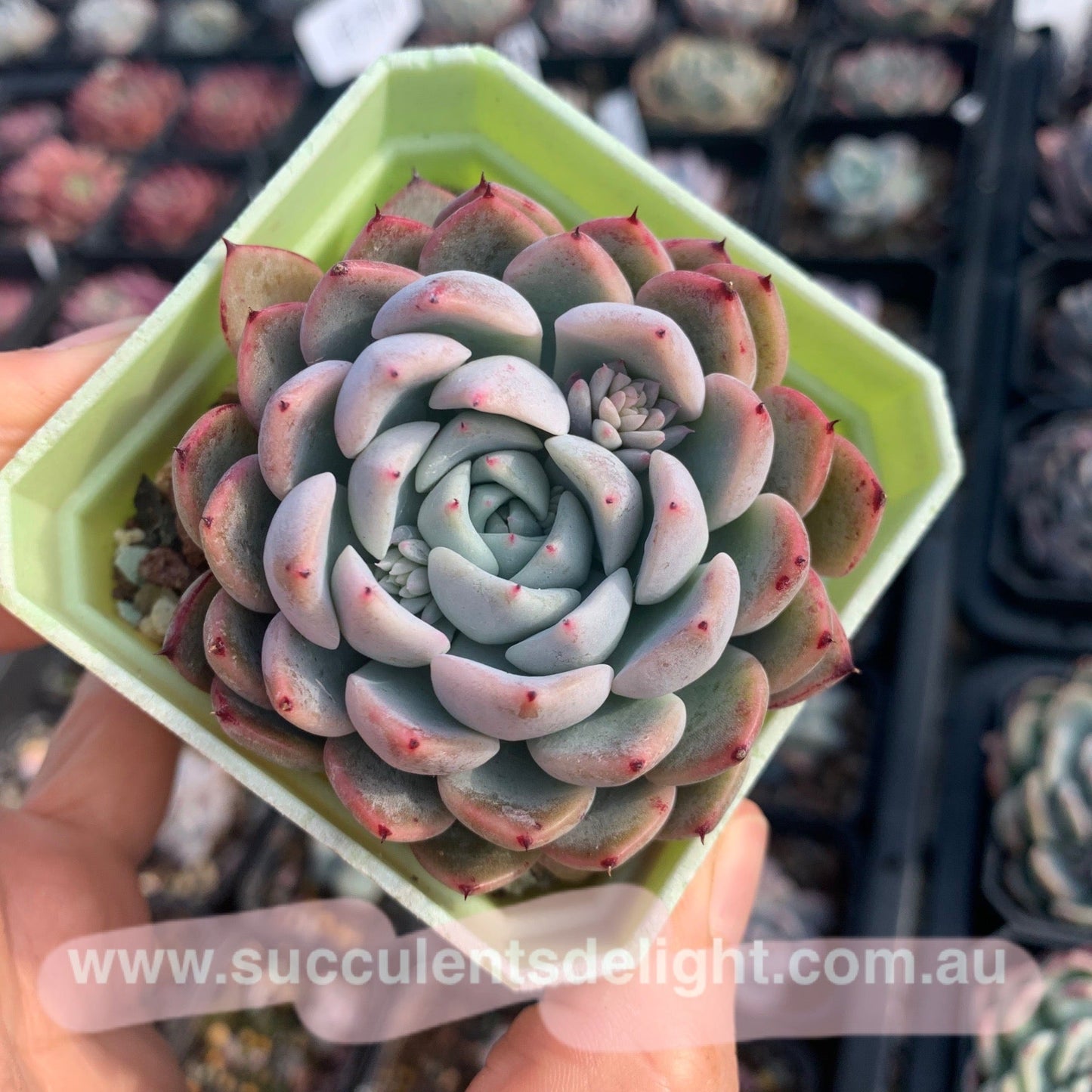 Echeveria Elegans Dongting 洞庭月影