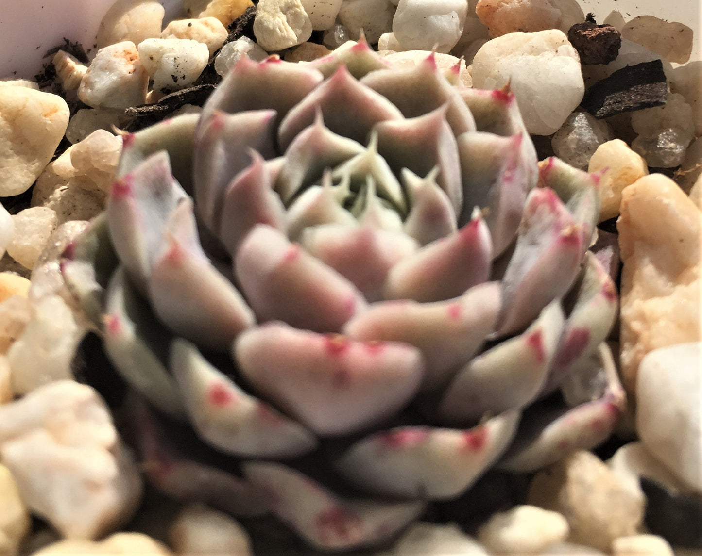 Echeveria hyalian