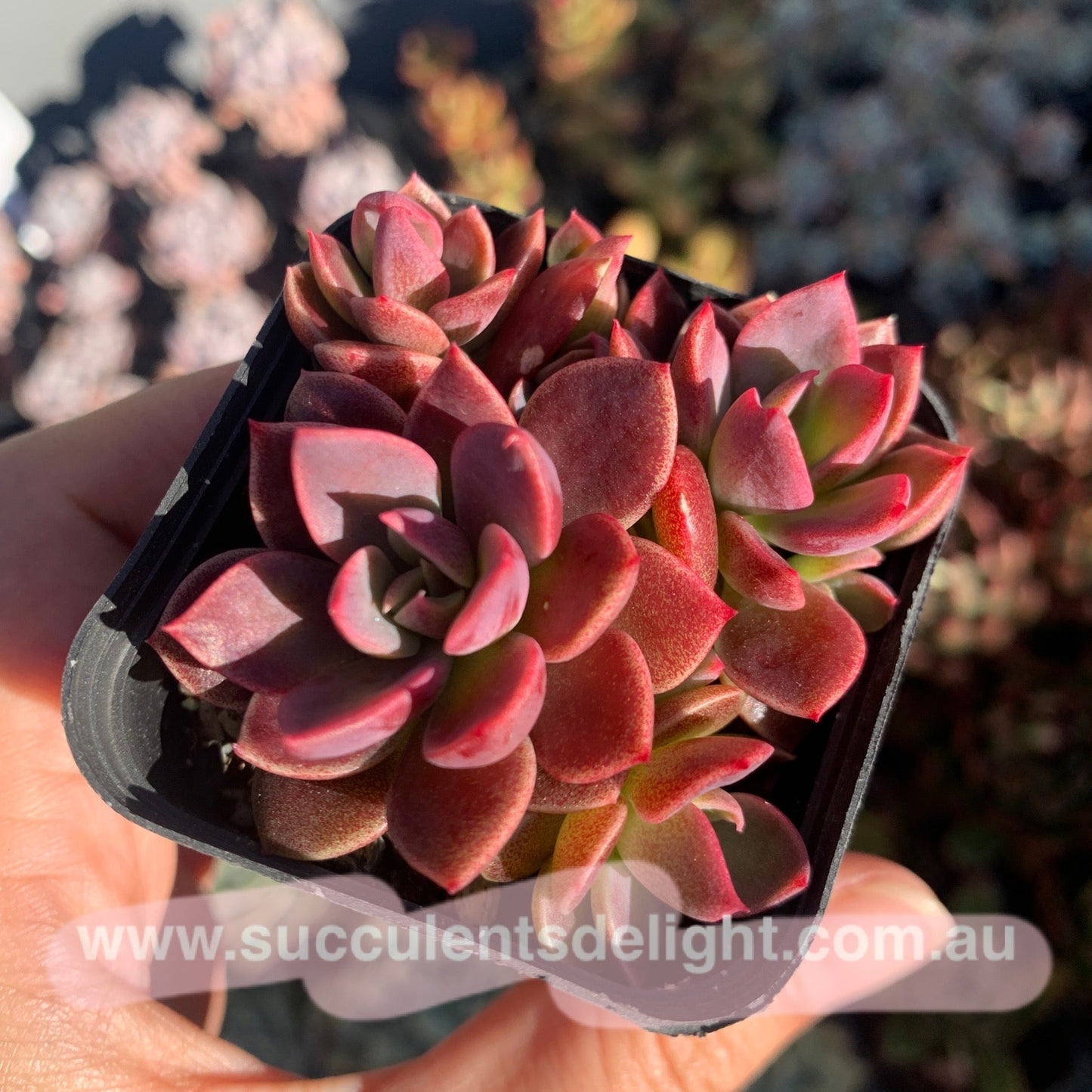 Sinocrassula Indica cluster 茵地卡群