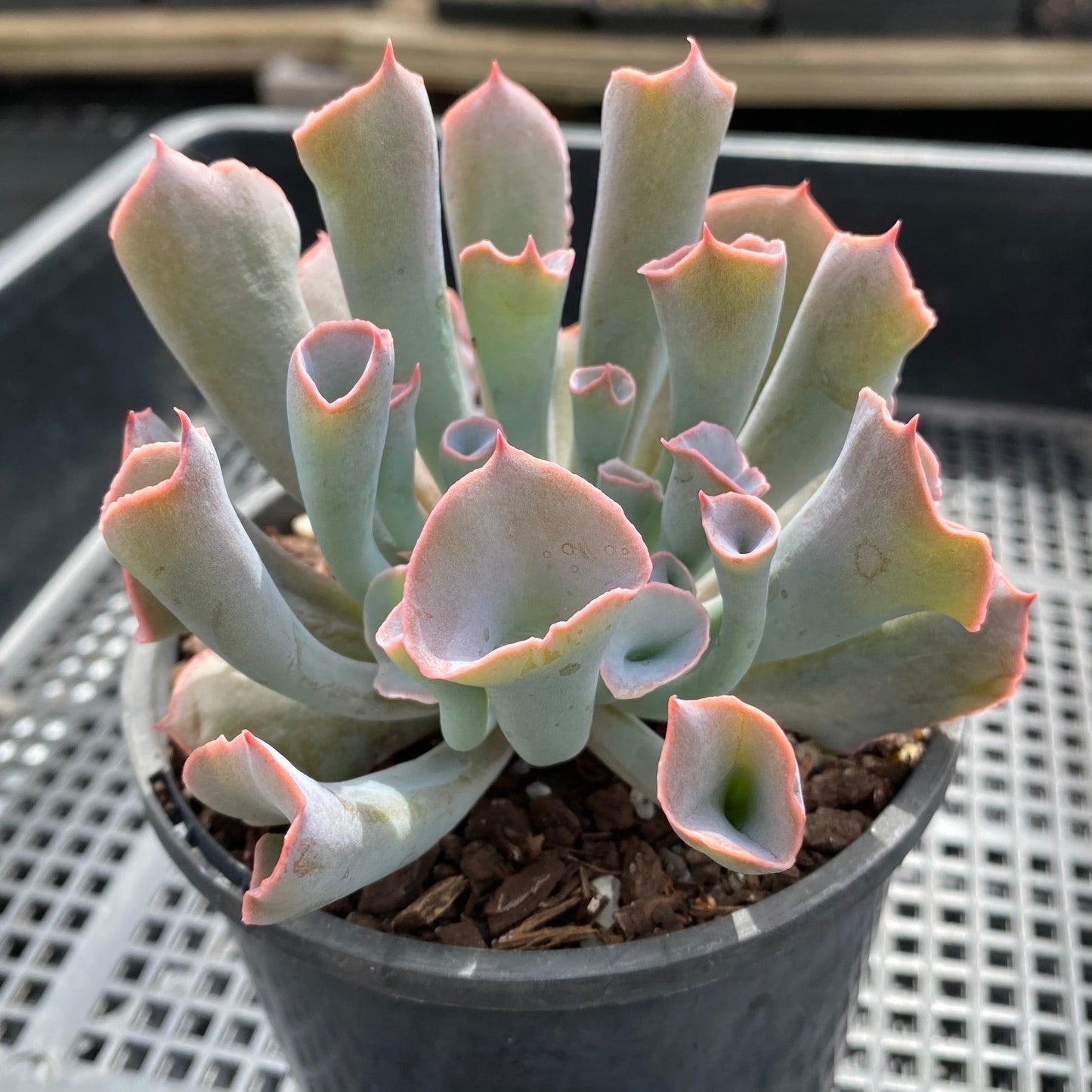 Echeveria trumpet pinky