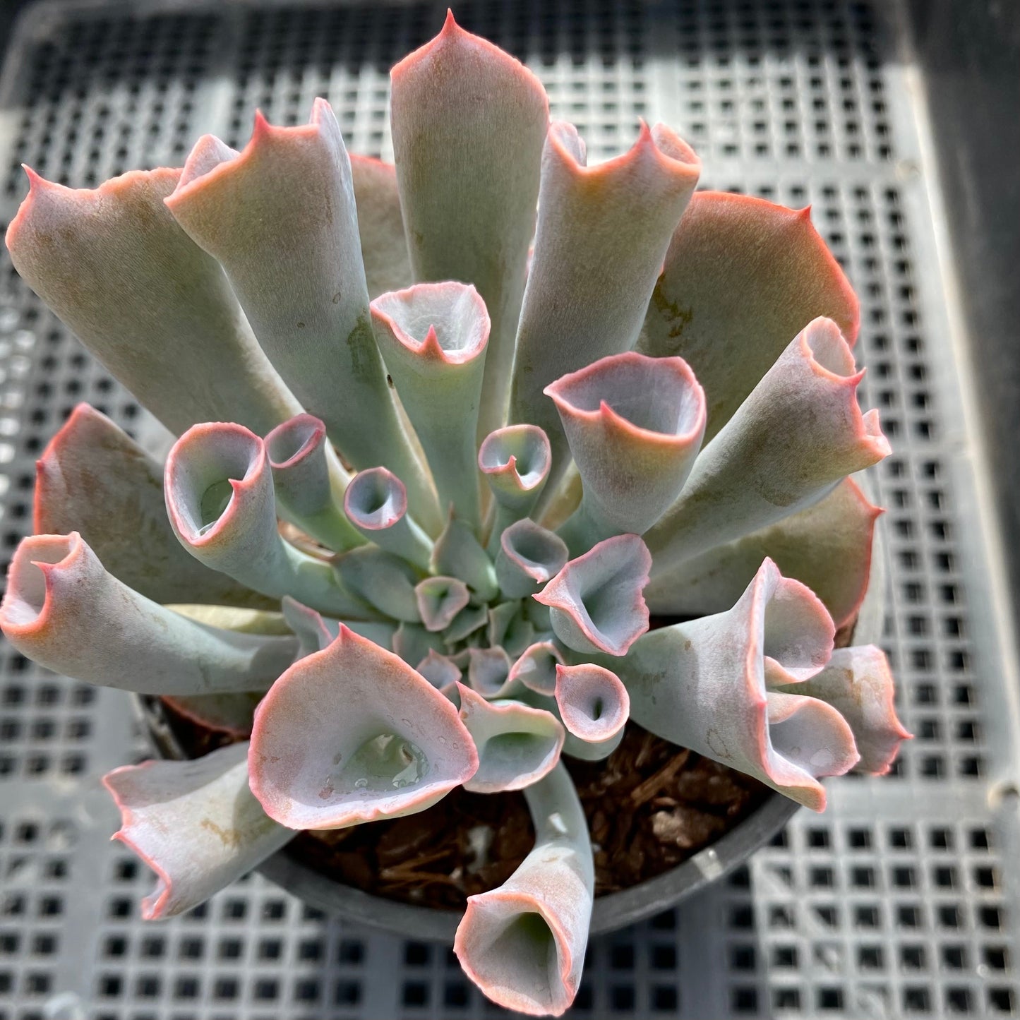 Echeveria trumpet pinky